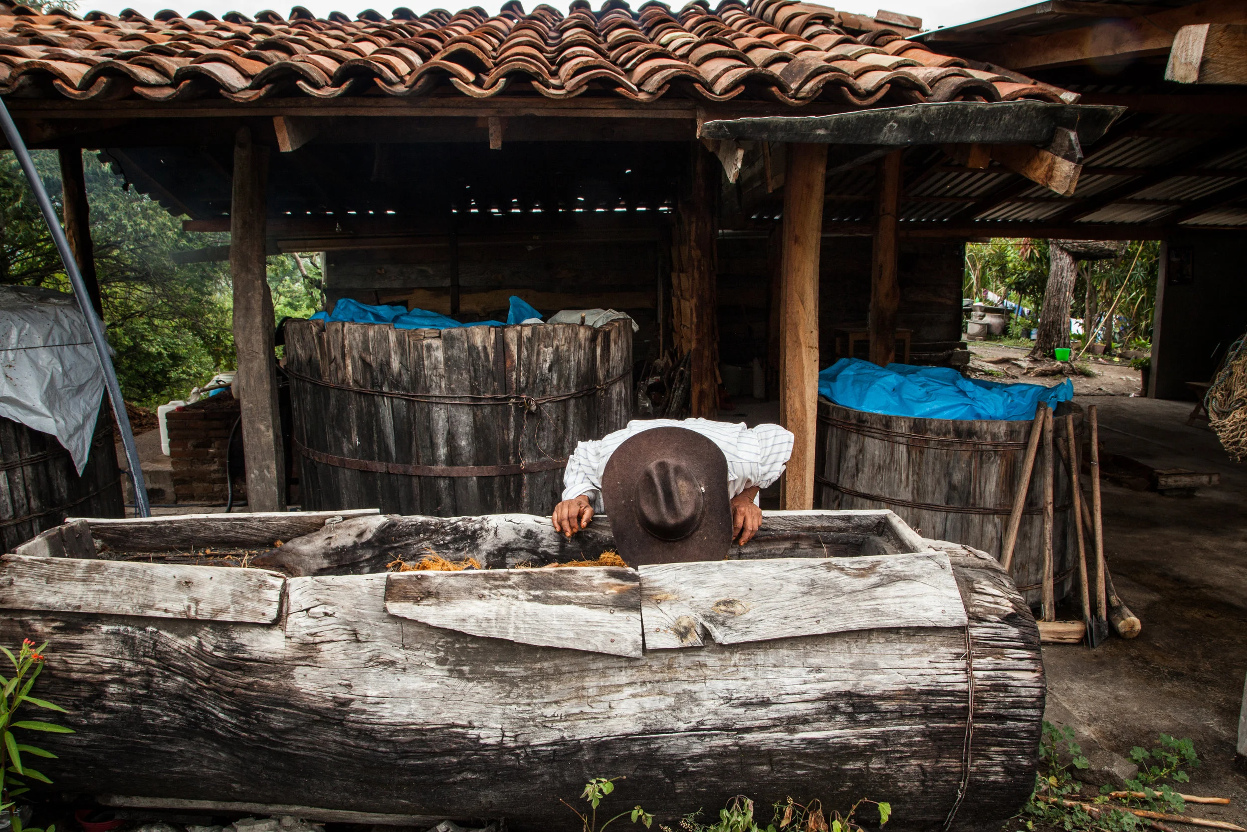 Tío Rey checking his fermentation