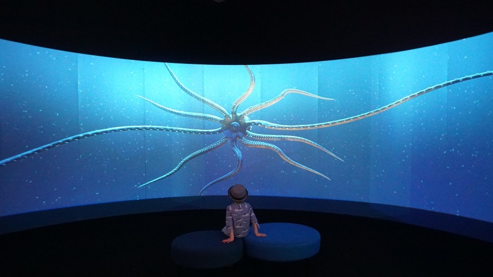 amnhsquid.jpg