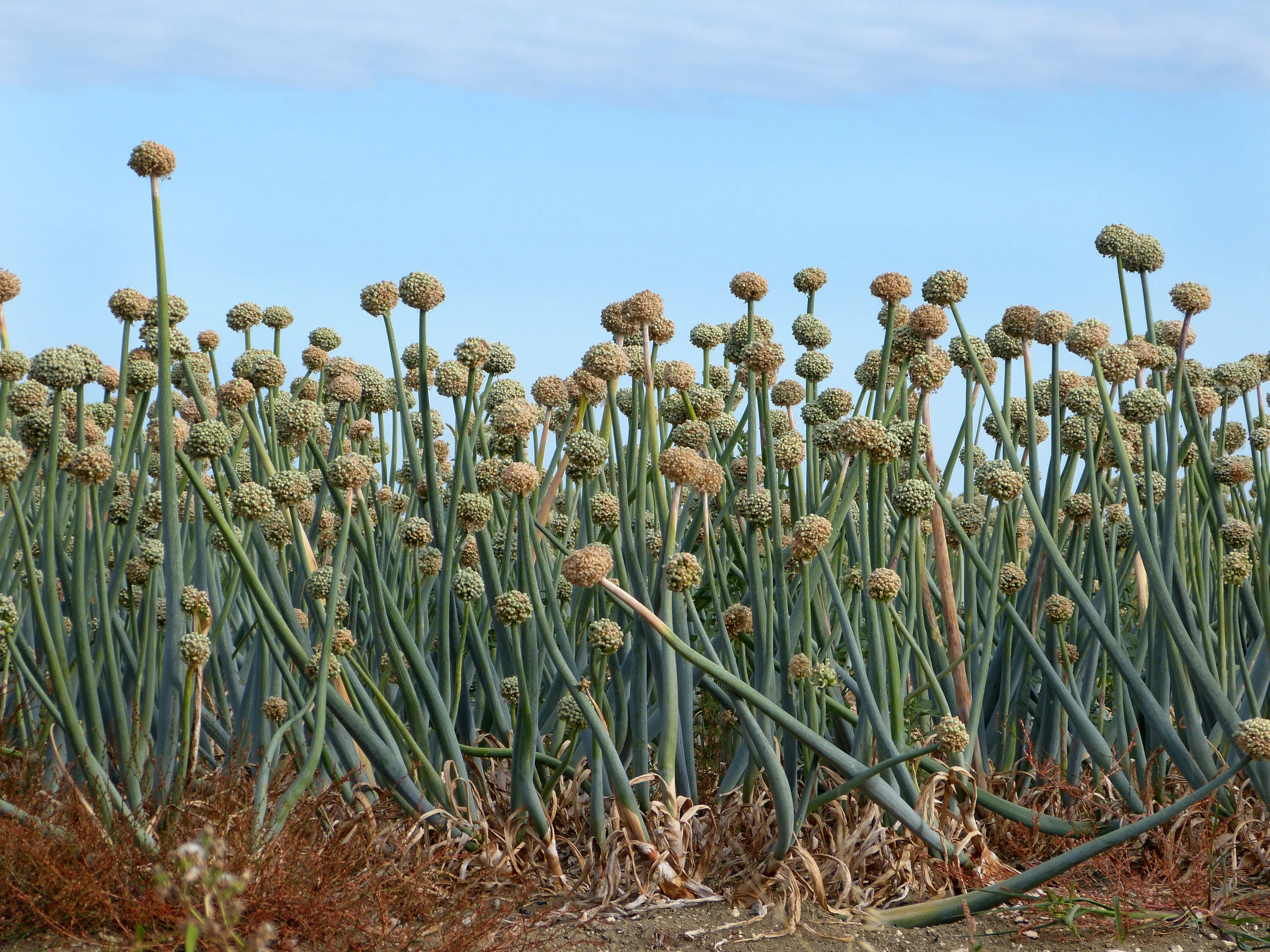 Onion crop.jpg
