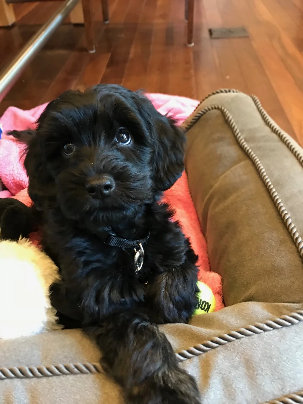 Ollie