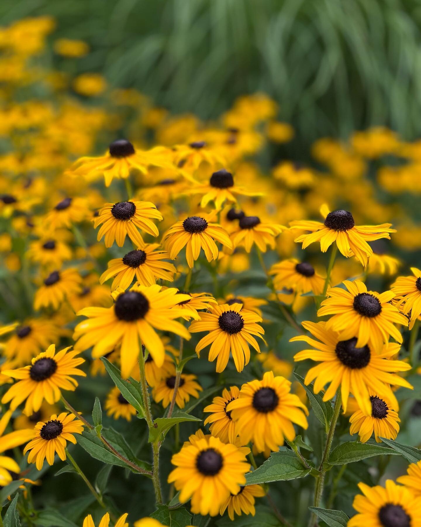 Rudbeckia, Santolina, Persicaria and Agastache doing their wonderous Summer thing framed by Himalayan Birch. The joys of a #coolclimategarden with its different colours for every season @landscapedesign in #orangensw #plantselection #hardyplants. Spu