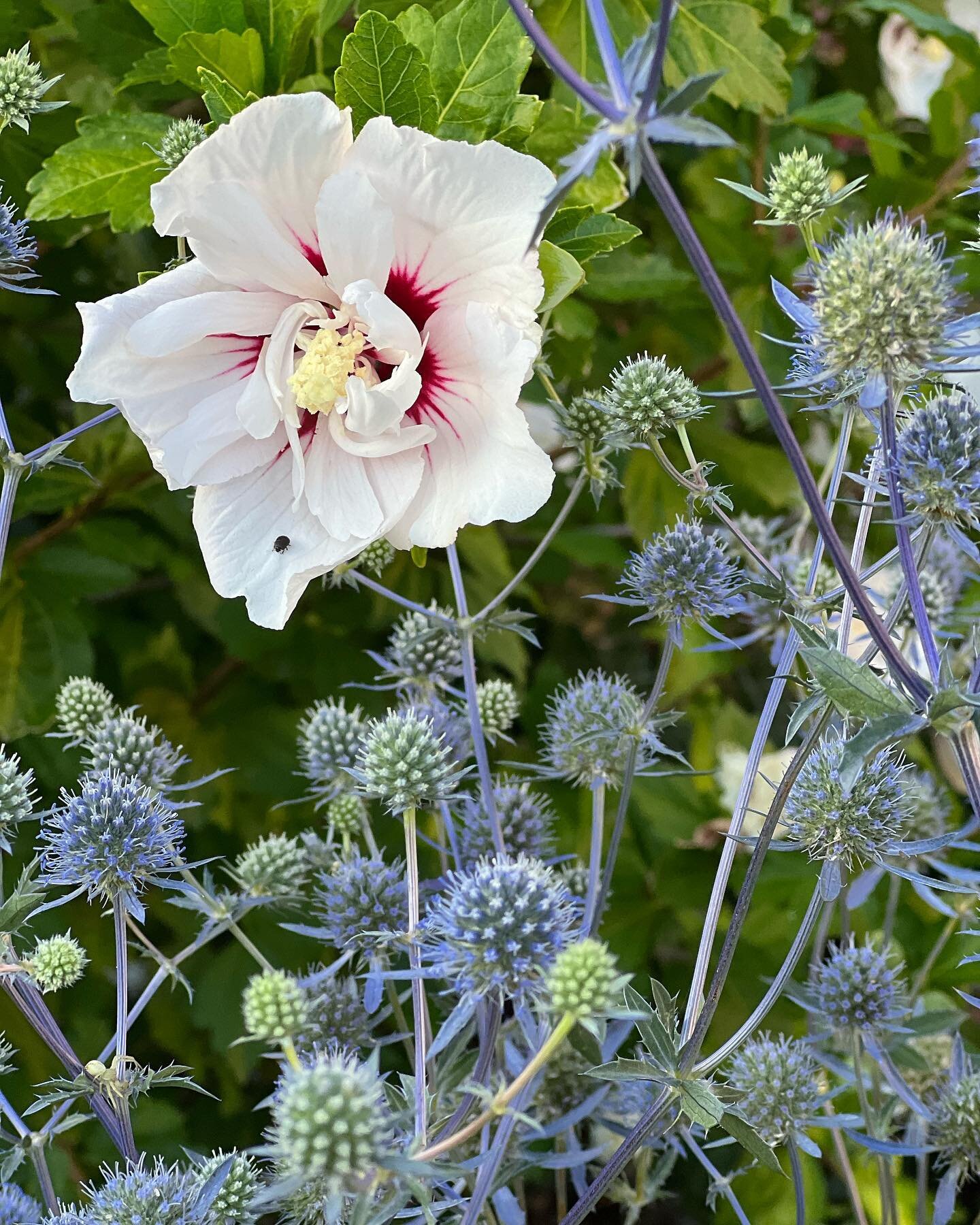 Sea Hollies versus Globe Thistles. This first photo shows a Summer garden combo that appeals to anyone who loves their pastel colour range #Hibiscus_syriacus in a sea of #Eryngium_planum Swipe left to compare with the larger Southern Globe Thistle #E