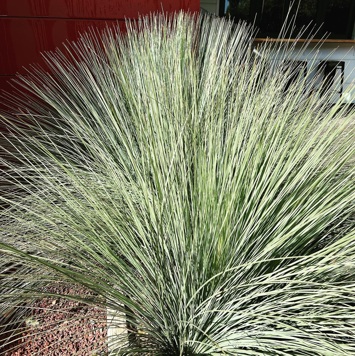 Blue Grass Tree, #FrostHardy, endemic to NSW and rather fabulous #windfallequinevillage