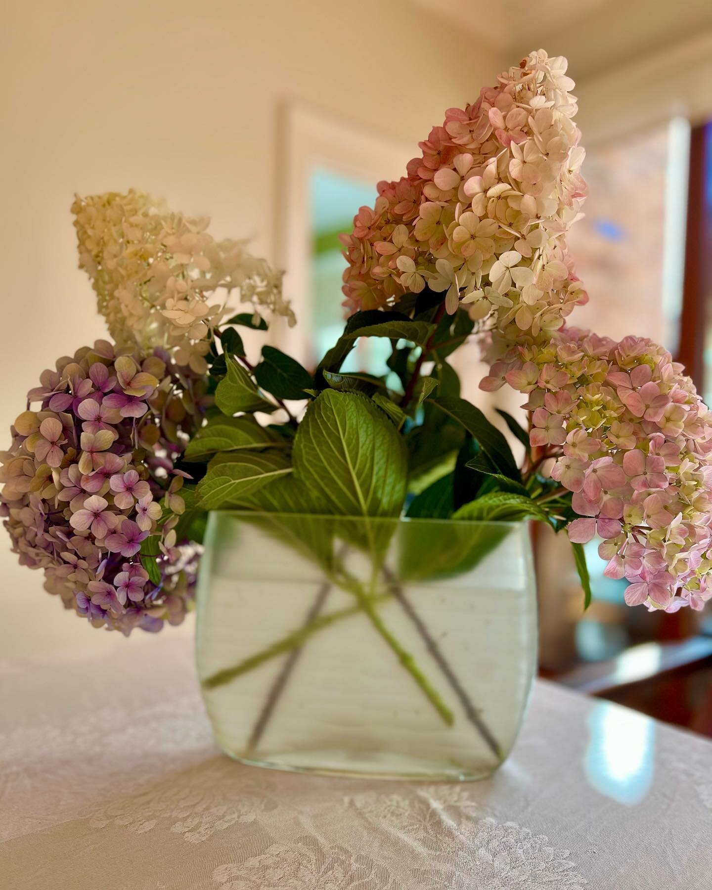 Hydrangea apiculata PeeGee &amp; maculata farewelling this late and prolonged Summer for us Downunder #coldclimateplants #landscapedesign #orangensw #giftsfromtheneighbours @helenbilenkij #grapetrellis #custommadefirepits One of the best things about