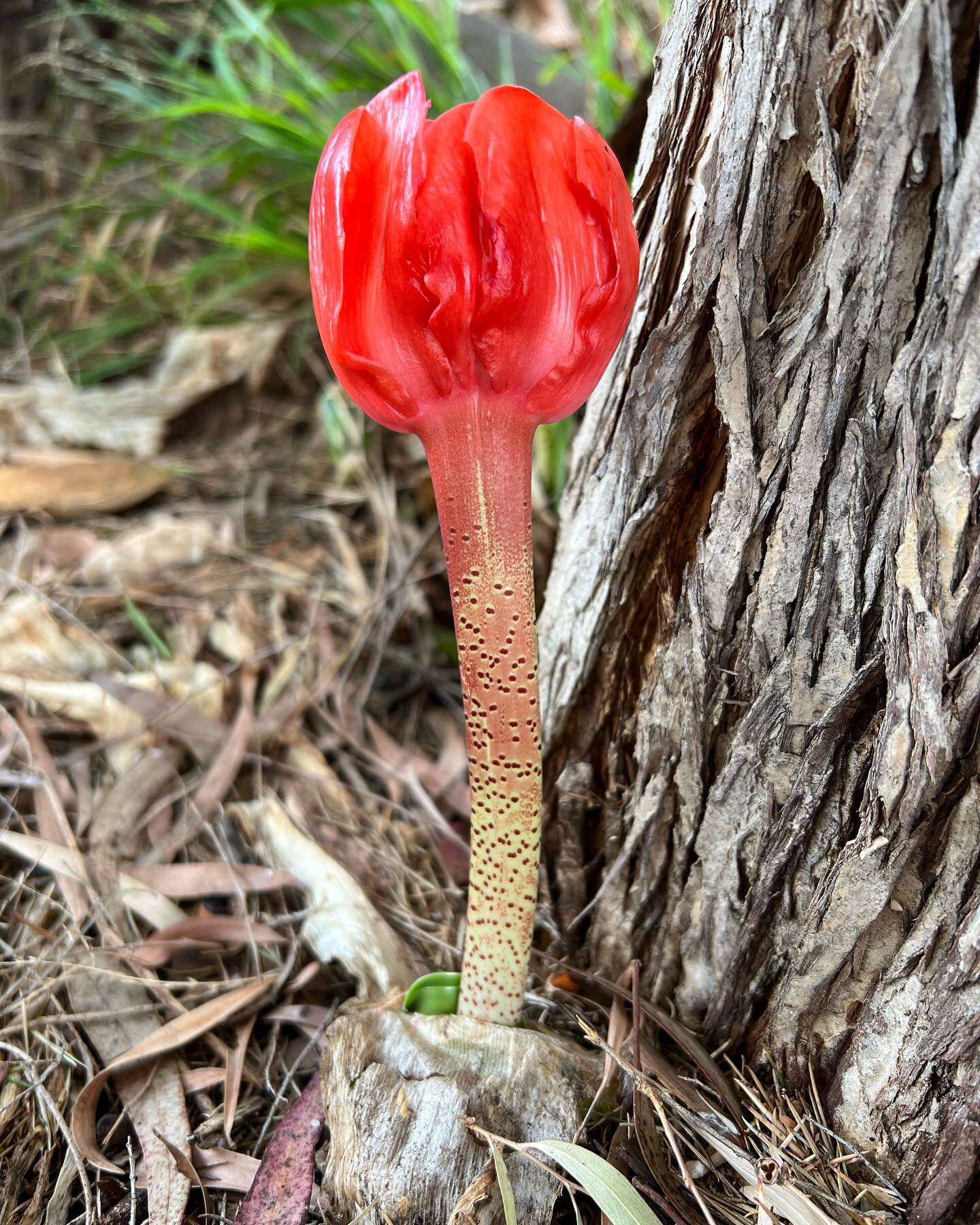 Cape-Tulip or Haemanthus coccineus sprouting from under a Paperbark in my sisters garden SA. Thought it was a fungi but like a Naked Lady, comes from the Amaryllidaceae  family