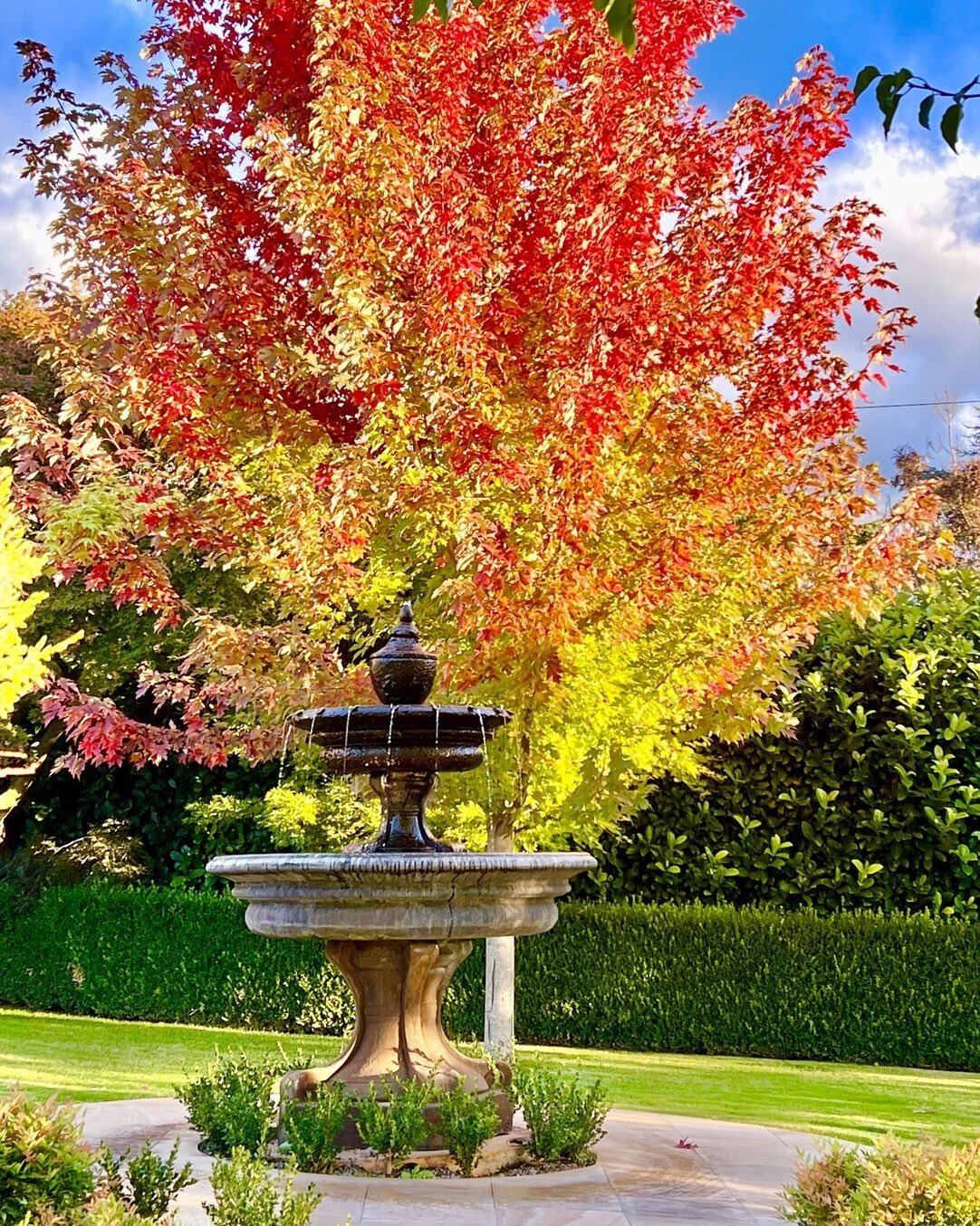 Autumn rocking the red with this Lipstick Maple framing a tiered fountain from @yardware_sydney uplift at night with lights from @gardens_at_night