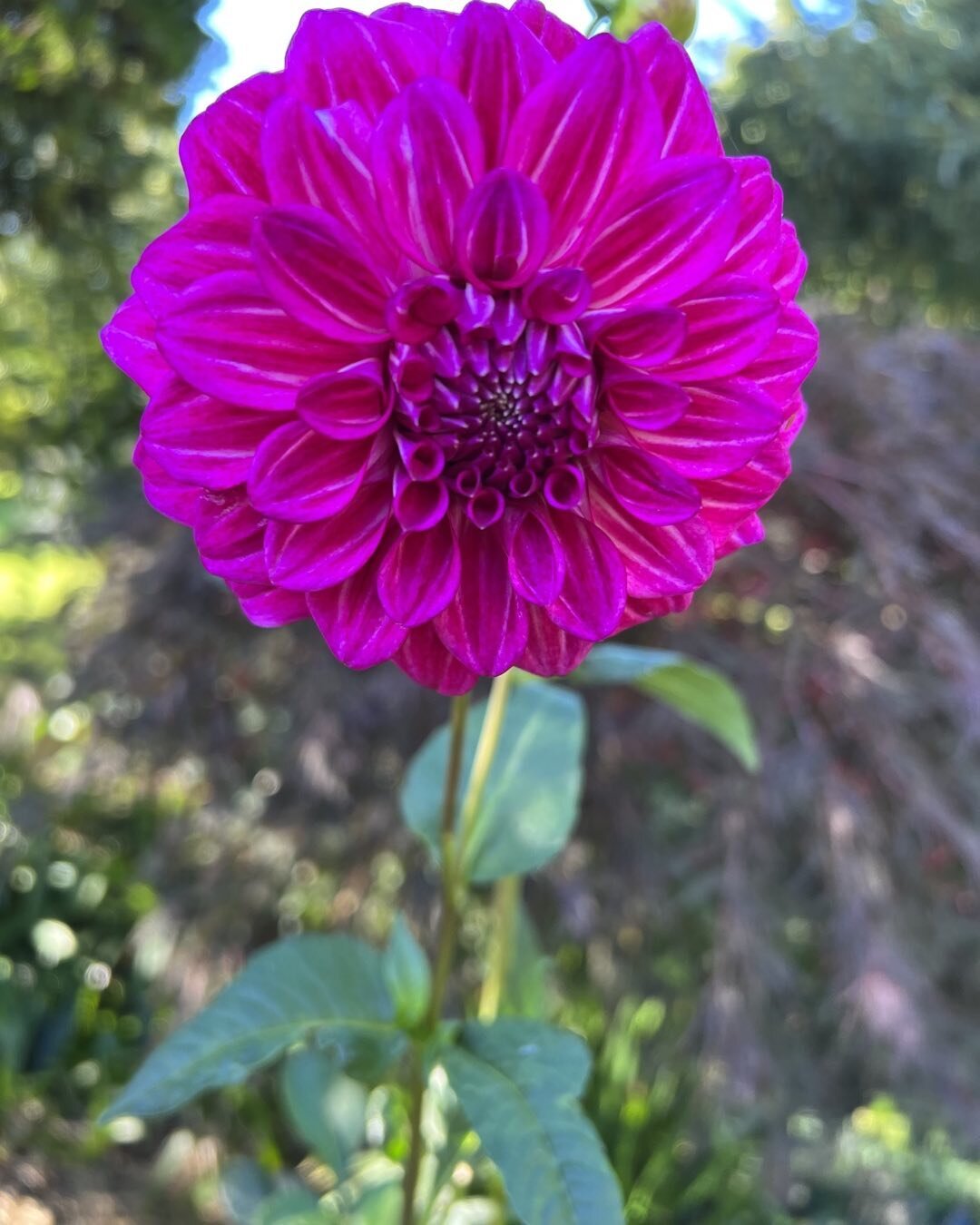 Standing 1.5m high this eye popping #Dahlia_Kashmir adds another stand out colour to the warmer tones of Autumn here on the Tablelands of Central NSW. #year_round_colour @landscapedesign in #orangeNSW @plant-selection matters in every way 🤩
