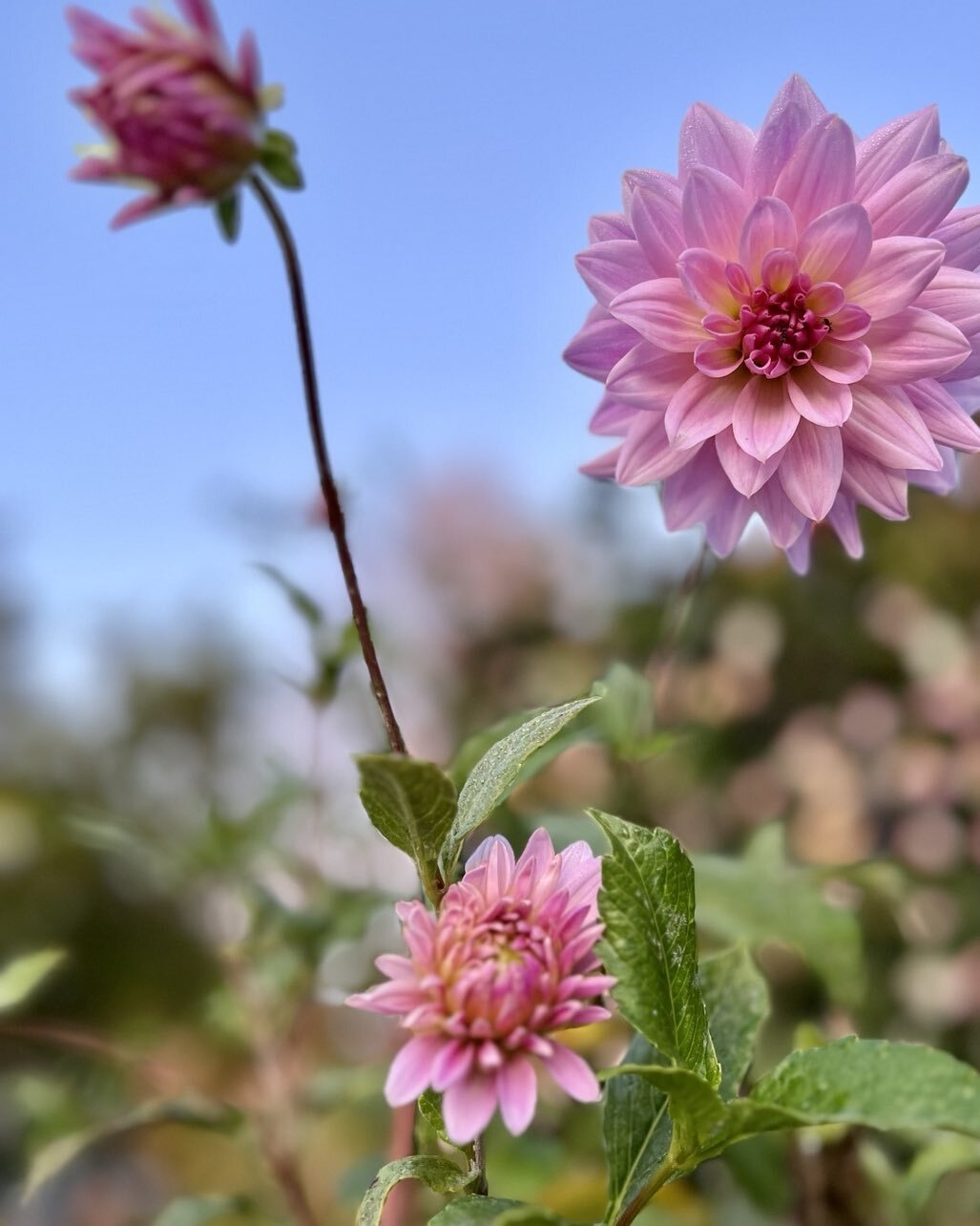 The last of the Dahlias standing tall safe from the frost @autumn-flowers @dahlias in @OrangeNSW