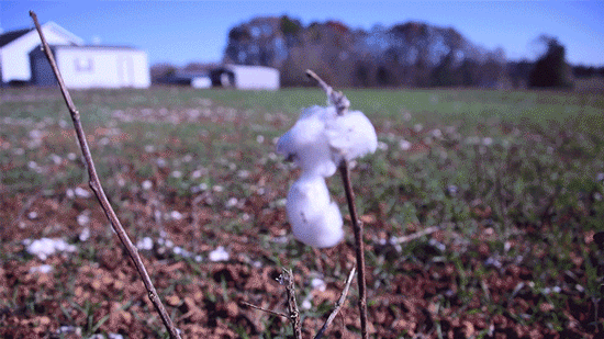 4-cotton_550.gif