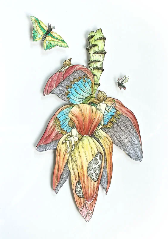 Banana Funk II , drawing and watercolour on hand cut acid-free paper mounted on perspex, 42x29.7cm, 2017
