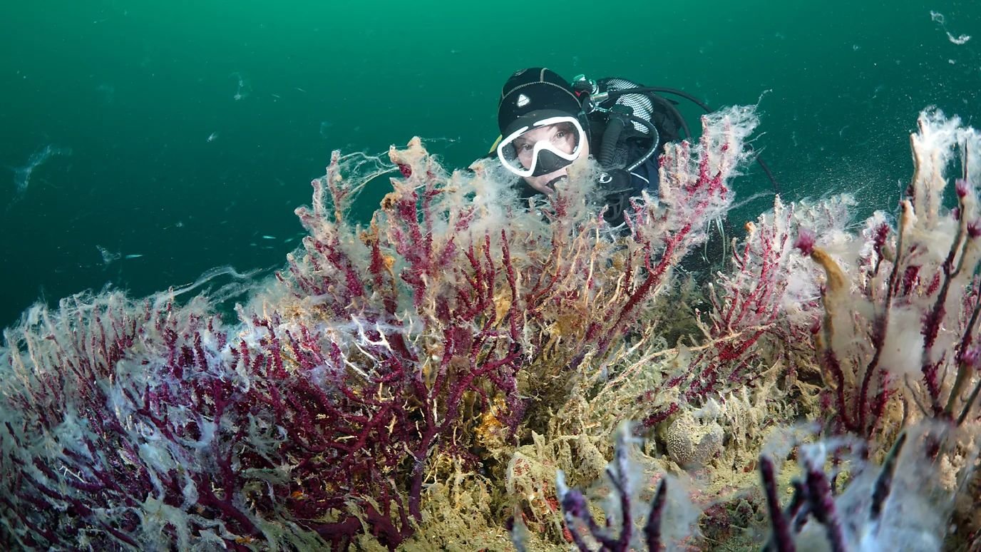 Sea snot: The noxious plague troubling Istanbul's coast (BBC Future)