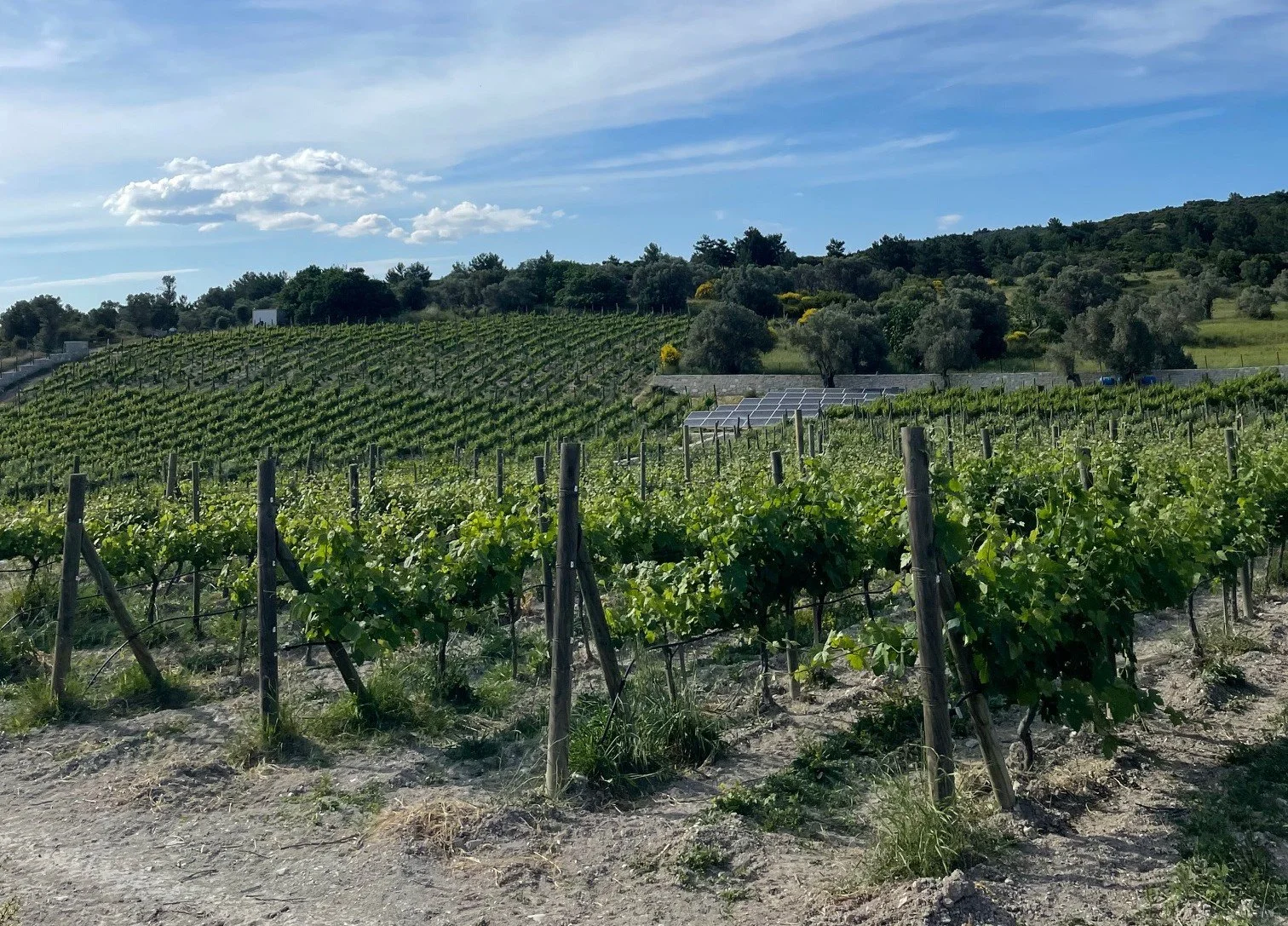 Aegean Vines: A Weekend Trip on Izmir’s Urla Wine Trail (Culinary Backstreets)