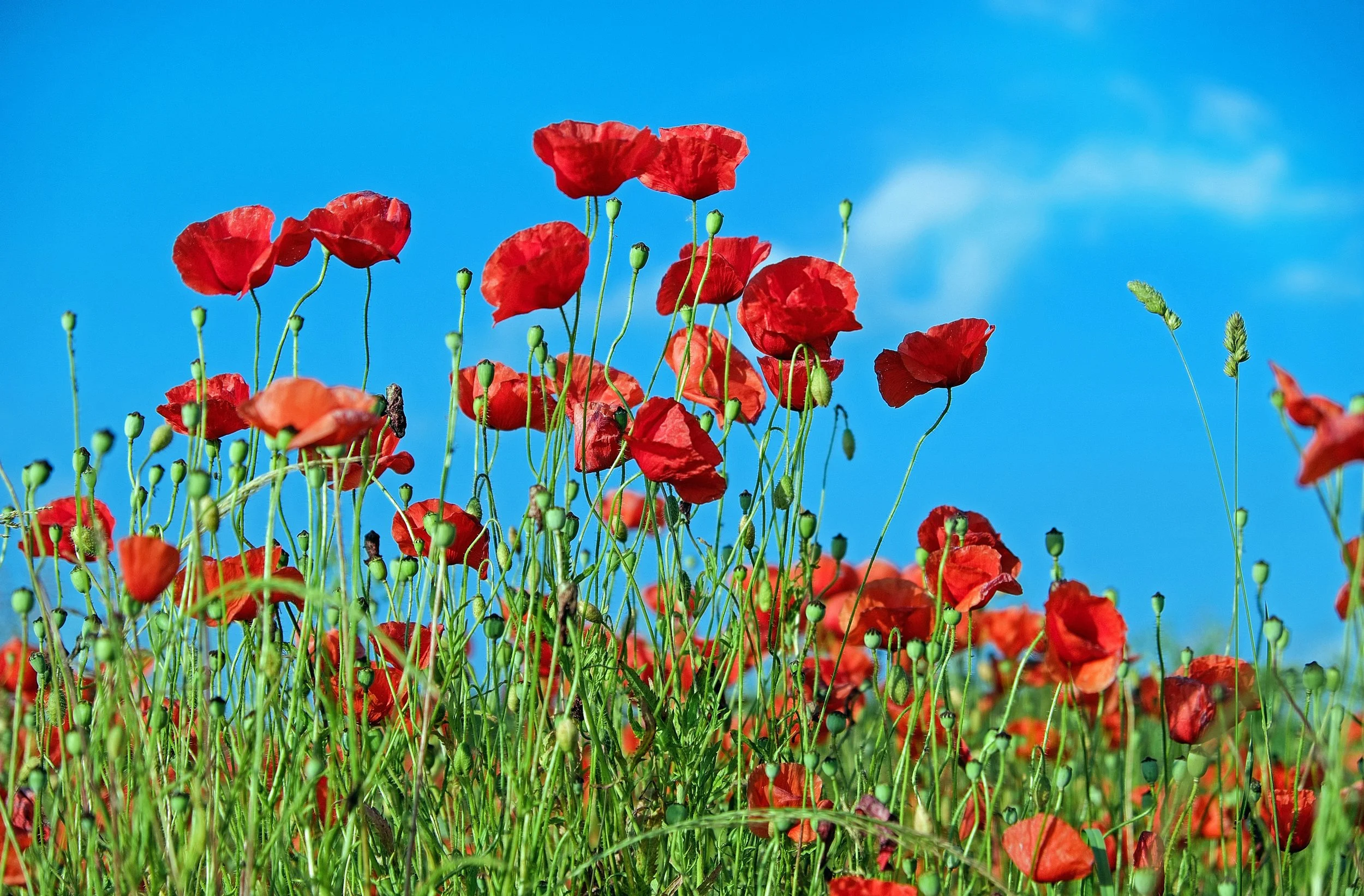 poppy-flower-klatschmohn-blossom-110083.jpeg