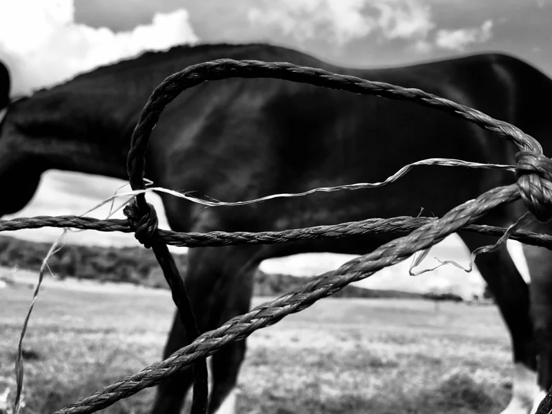 horse and rope.jpg