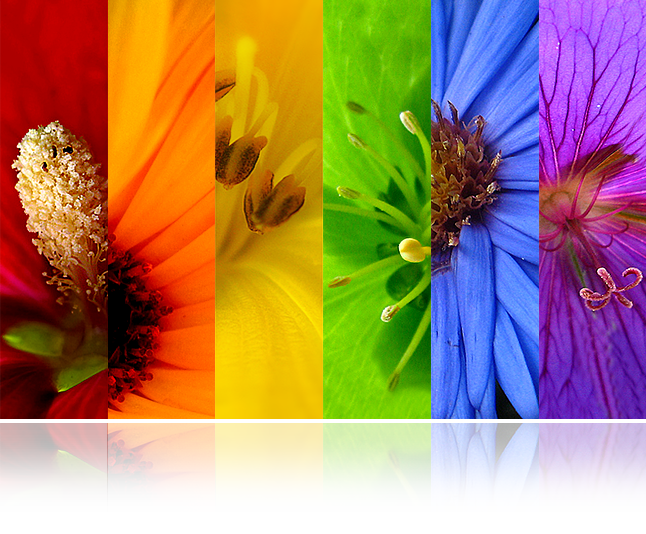 flower-tiles-graphic-646w.png