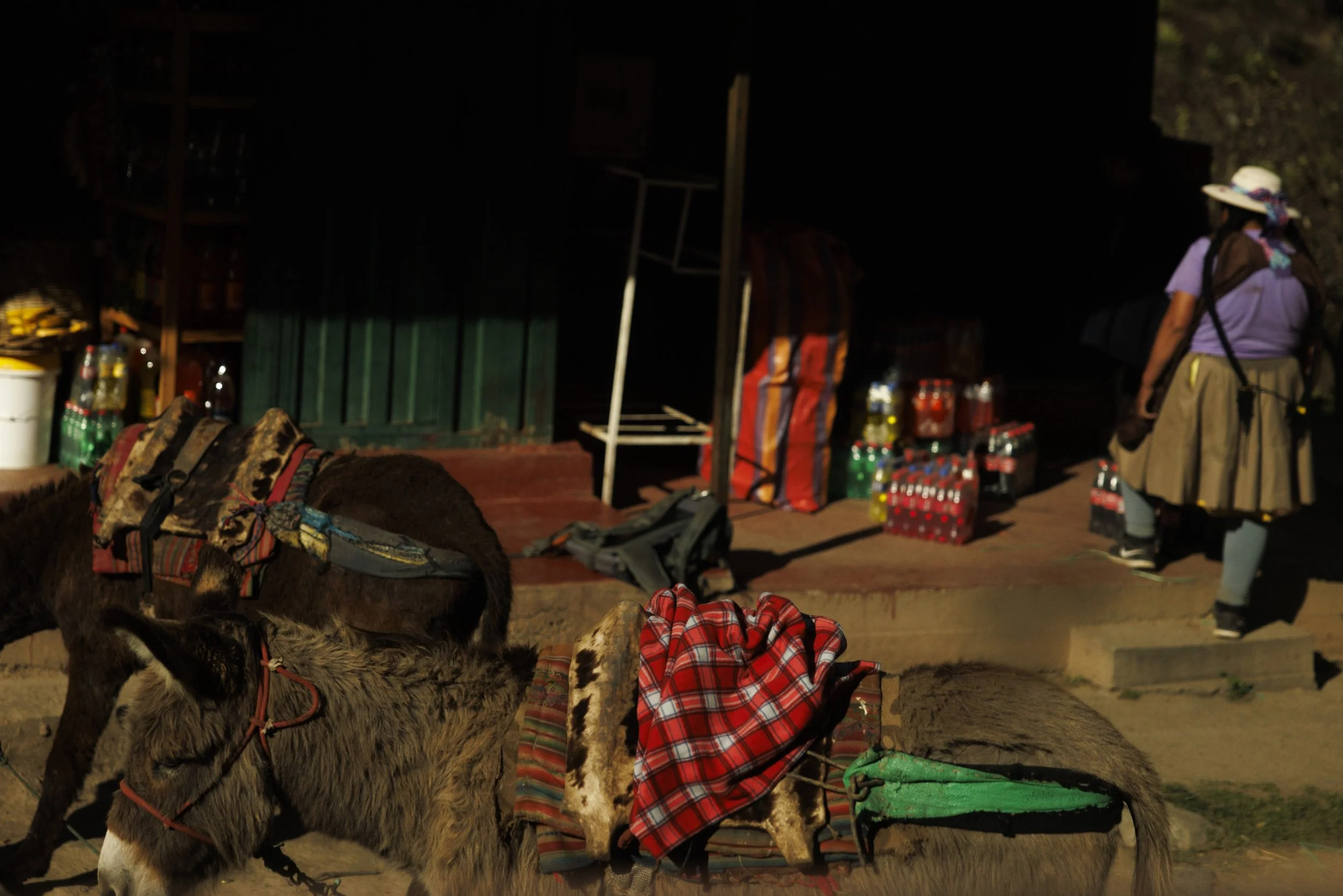 Peru Donkeys 8x12.jpg