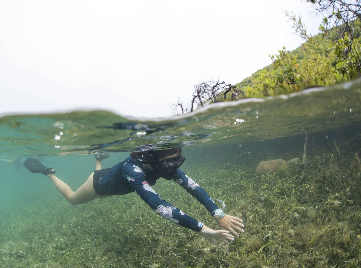  An ActionQuest student snorkels the mangroves at Vixen Point in the British Virgin Islands on Wednesday, July 14, 2021. Mangroves buffered the islands from hurricane Irma in 2017 and helped protect the local population and ecosystems.  
