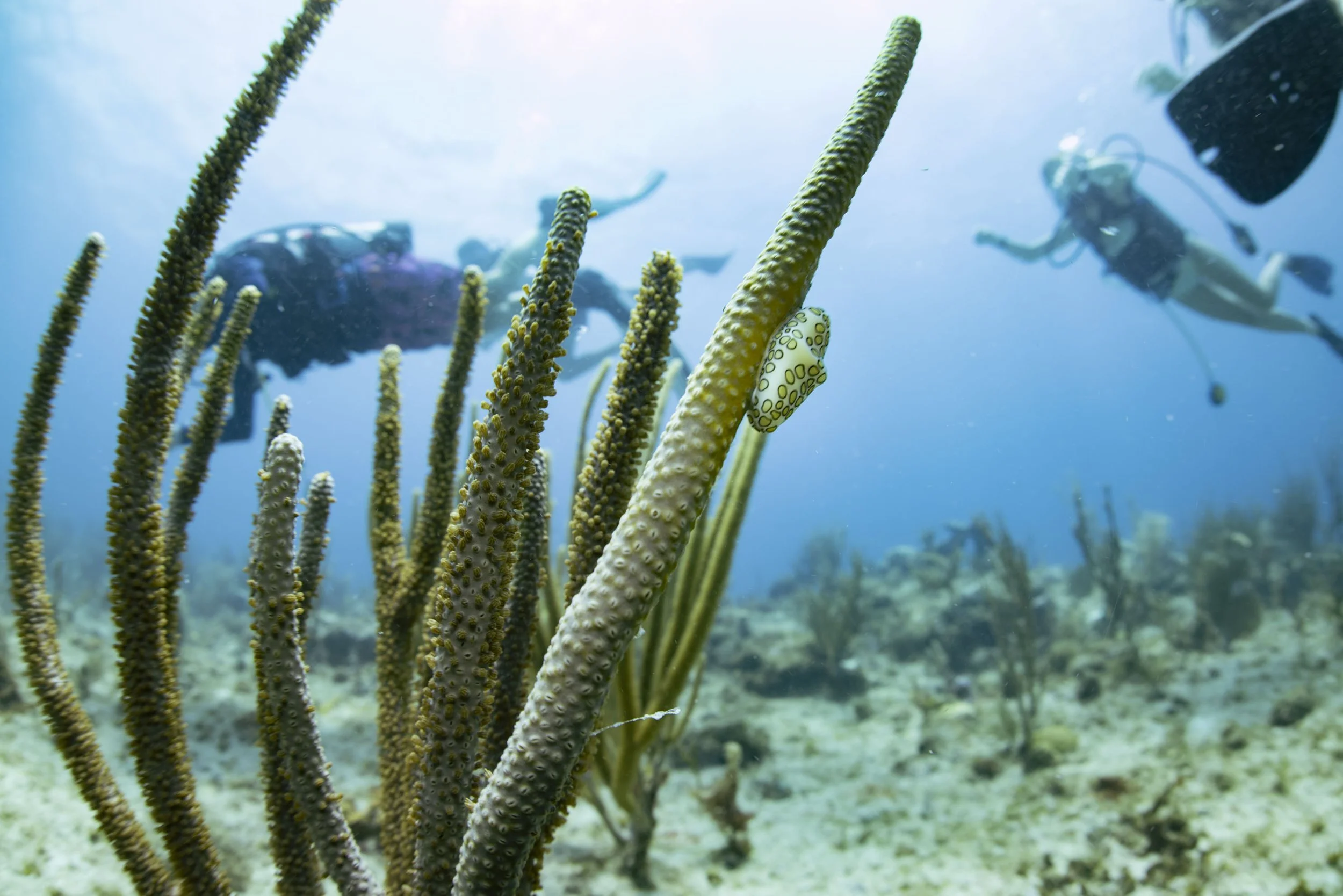  A flamingo tongue climbs up a piece of split-pore sea rod coral at the Playgrounds dive site in Green Cay in the British Virgin Islands on Wednesday, July 21, 2021. The flamingo tongues are a prevalent marine snail found on almost every reef in the 