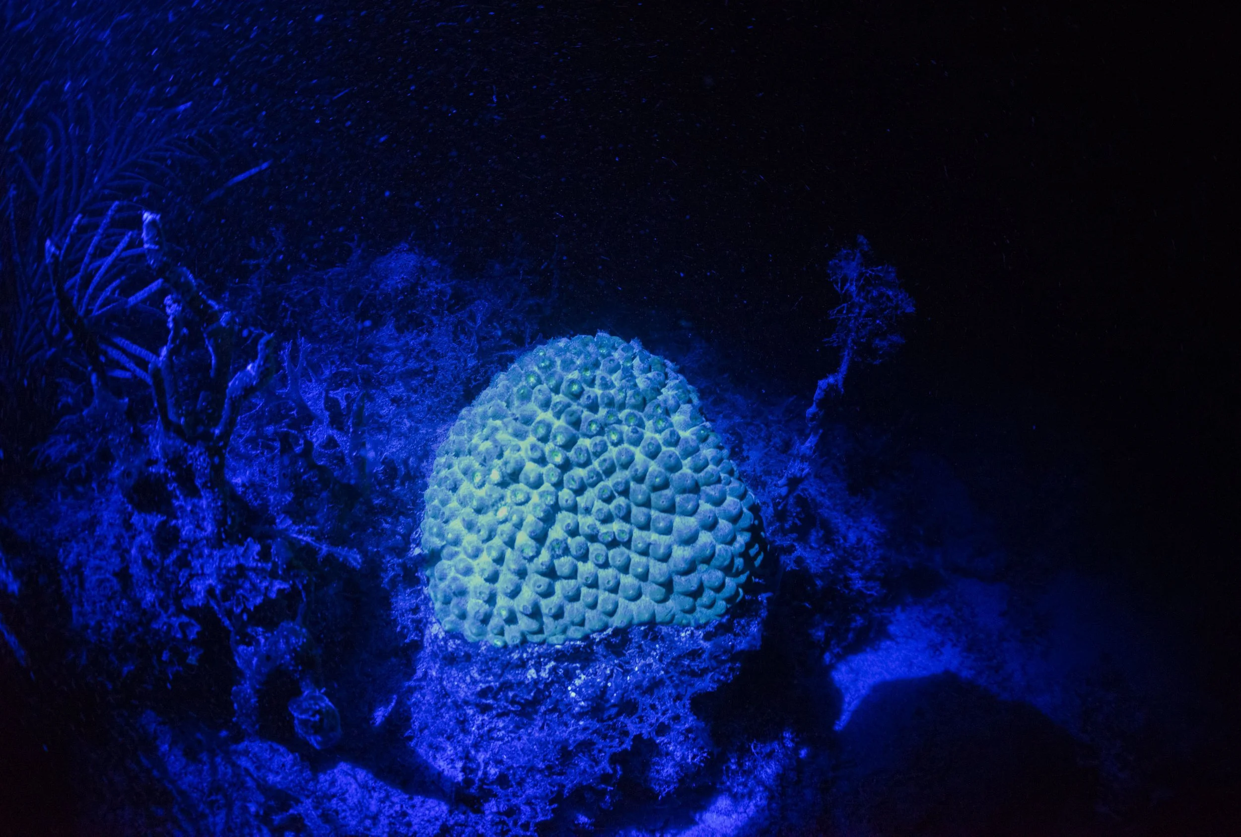  A Caribbean Great Star coral emits a fluorescent glow under with ultraviolet light in Muskmelon Bay in the British Virgin Islands on Saturday, Aug. 7, 2021. The algae on the coral called zooxanthellae cause the fluorescent light. In the islands, man