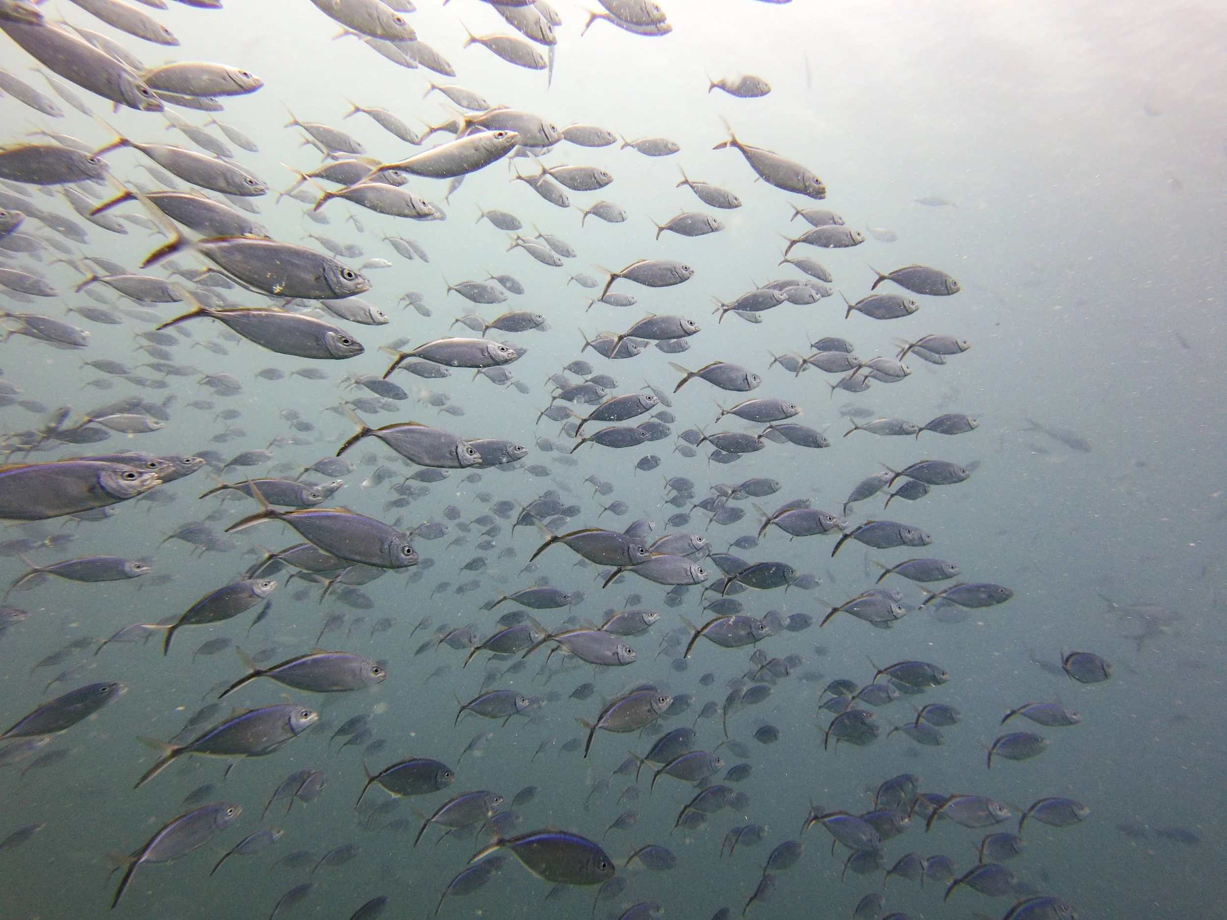  Yellowtail scad swim in a formation at Mountain Point in the British Virgin Islands, on Tuesday, July 13, 2021. 