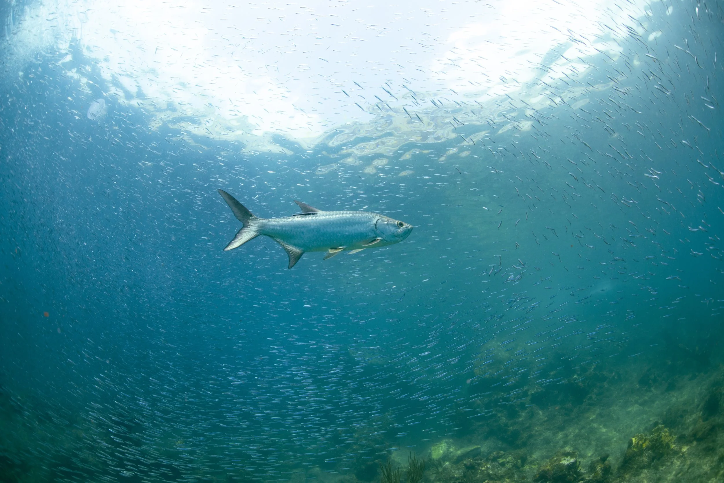 Tarpon.JPG