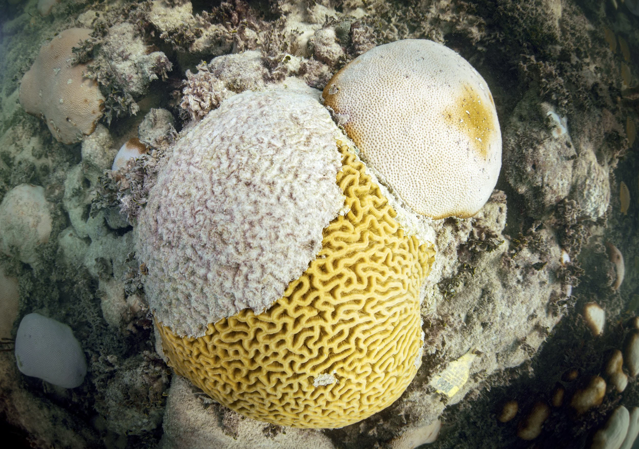  A brain coral currently in the process of being bleached attempts to recover after this years bleaching on Thursday, Oct. 5, 2023 at Cheeca Rocks in Islamorada. According to Ian Enochs, NOAA Research Ecologist that has been covering the site for man