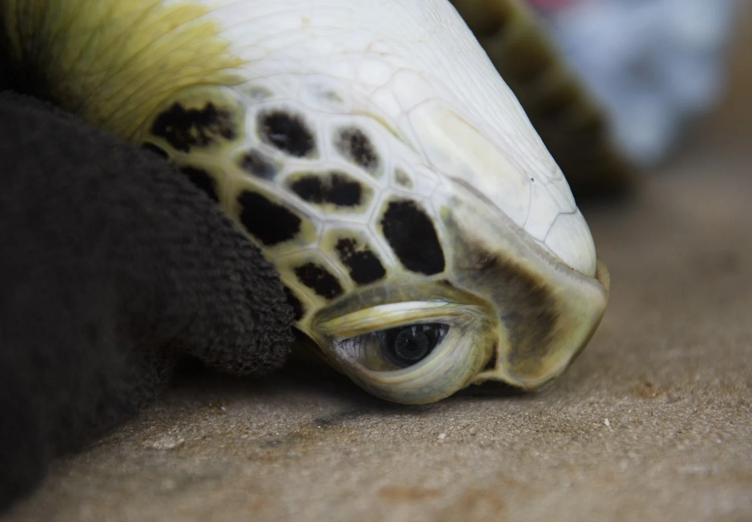  A hawksbill sea turtle lays back during a turtle tagging session with GoBeyond, a service program in the British Virgin Islands, where students received a briefing on the specific procedure of how to catch, record data, and tag the sea turtle on Mon