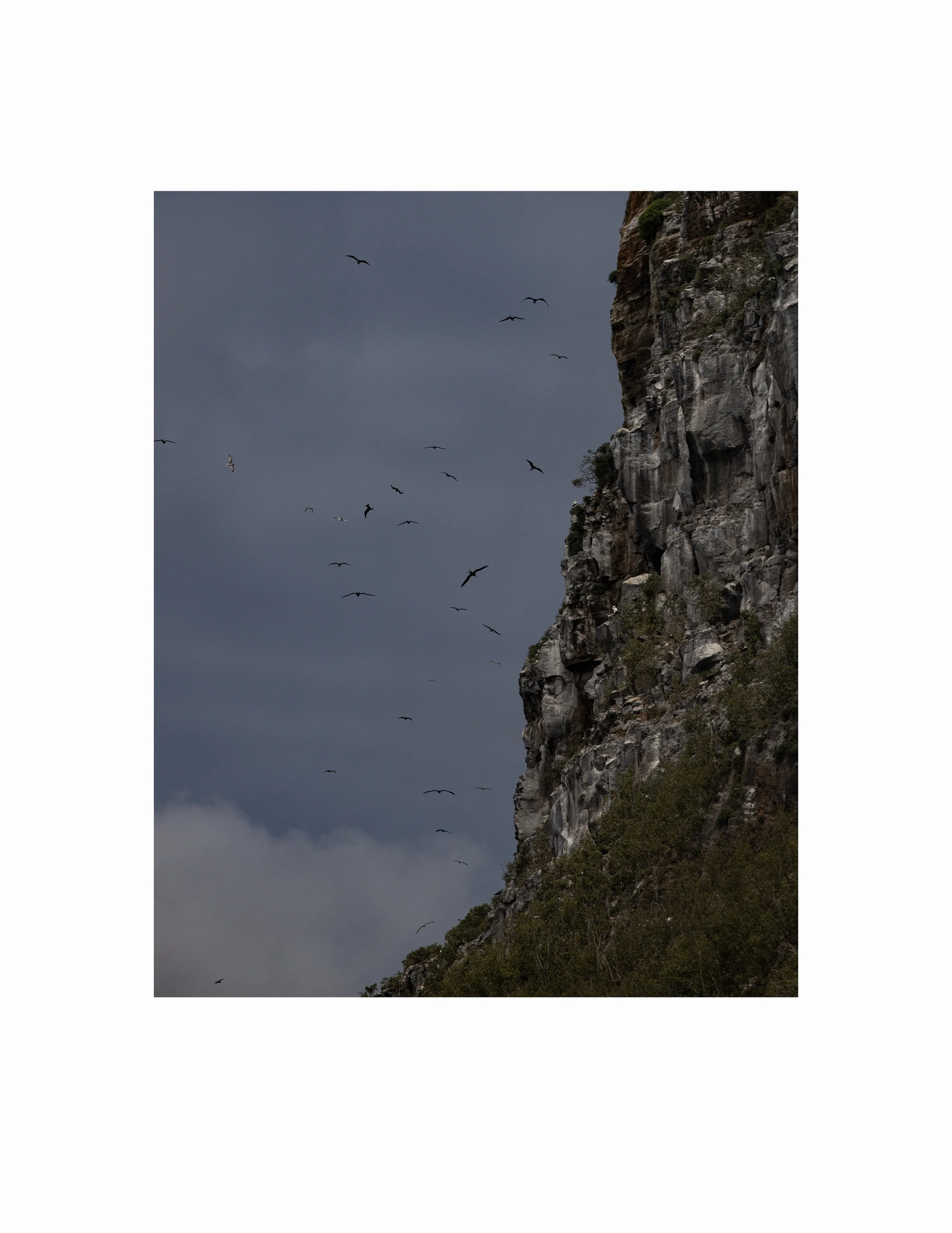 darwin birds rect web.jpg