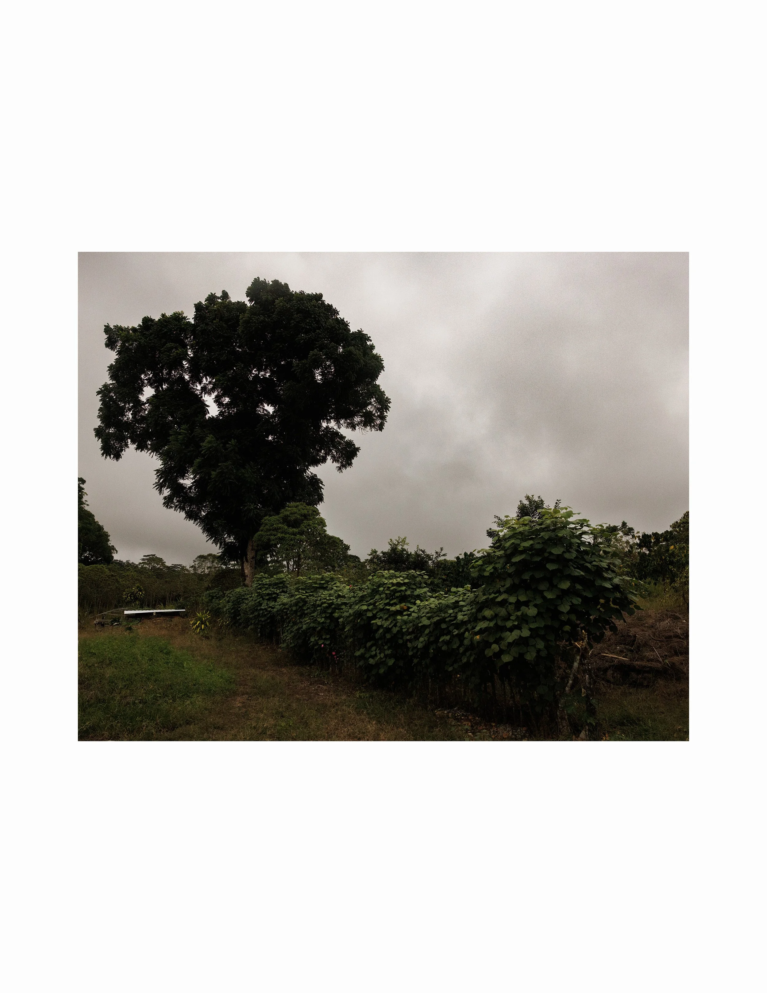 coffee farm rect web.jpg