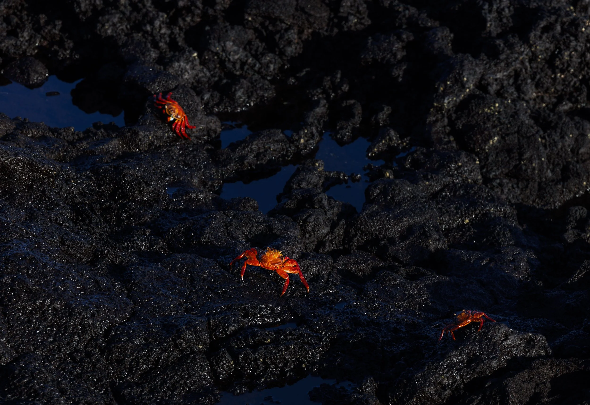 Volcanic Rock Crab Print