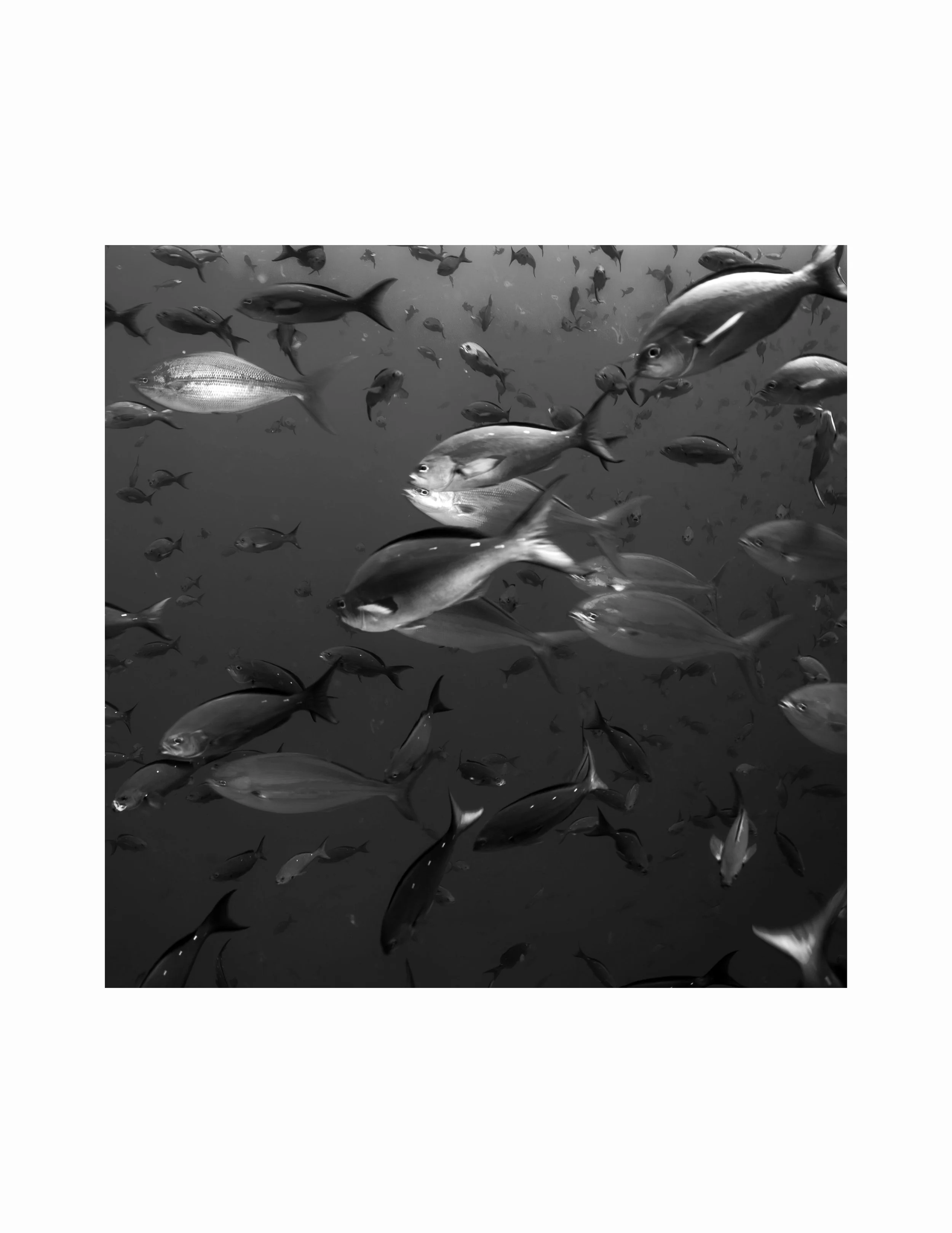 fish print sqaure web.jpg