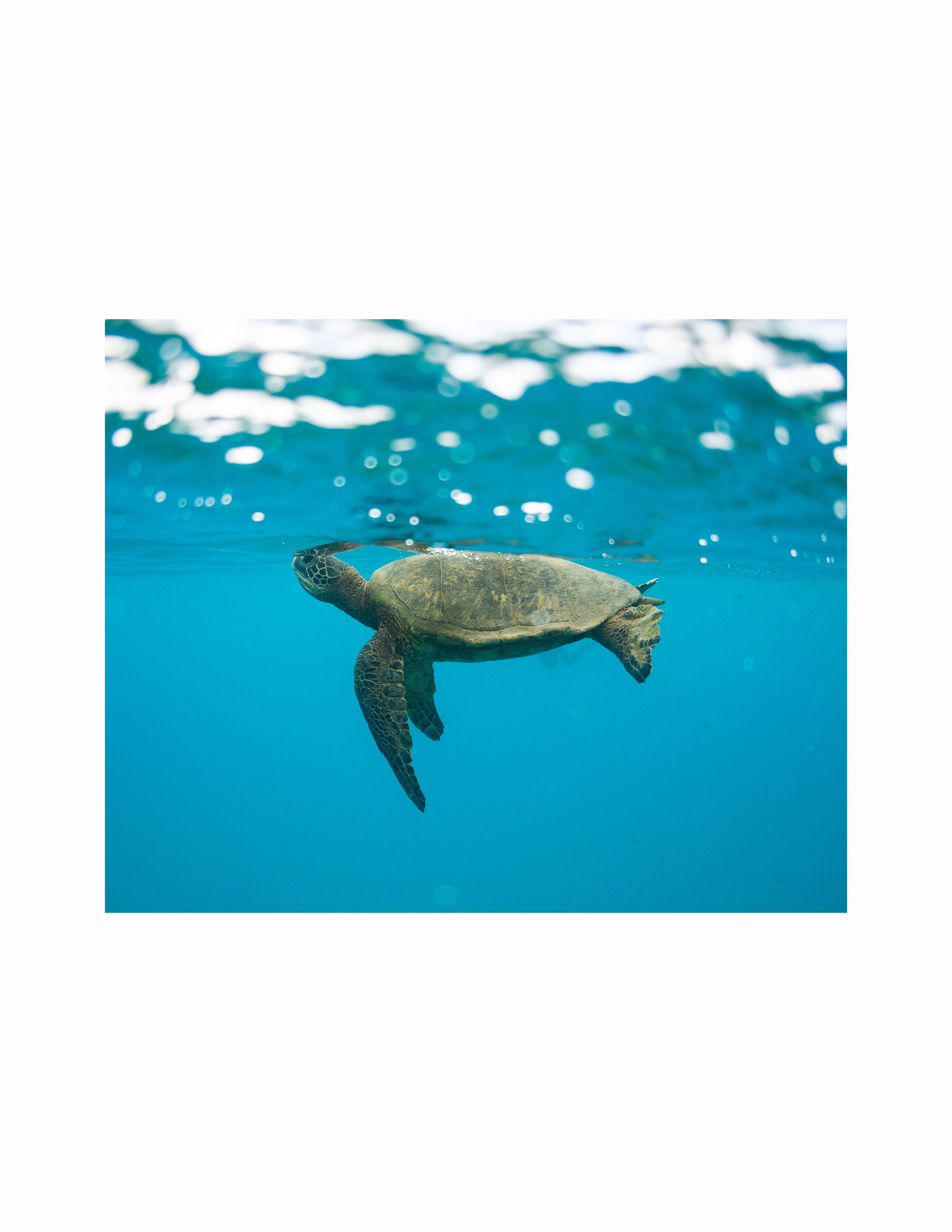 turtle breath rect web.jpg