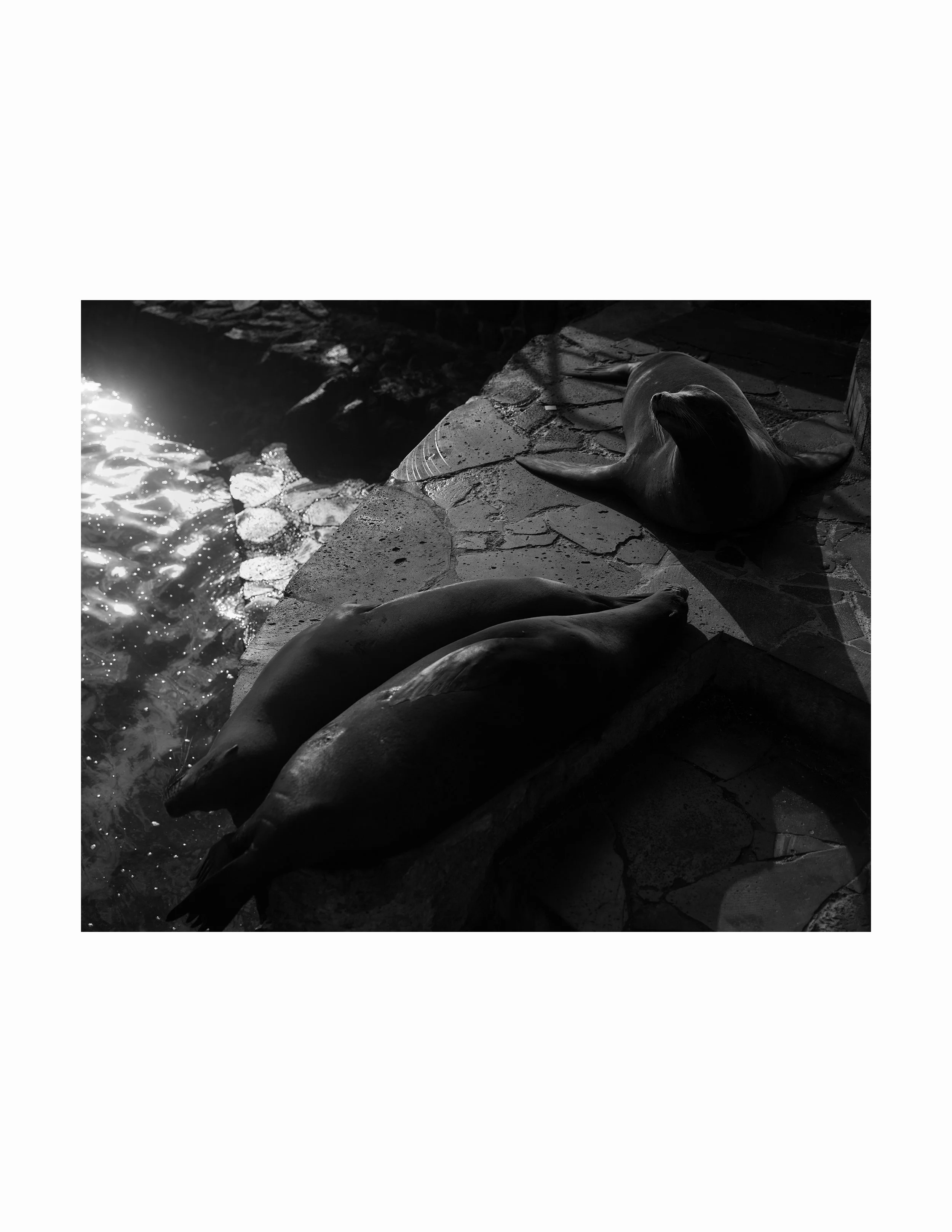 sea lions rect web.jpg