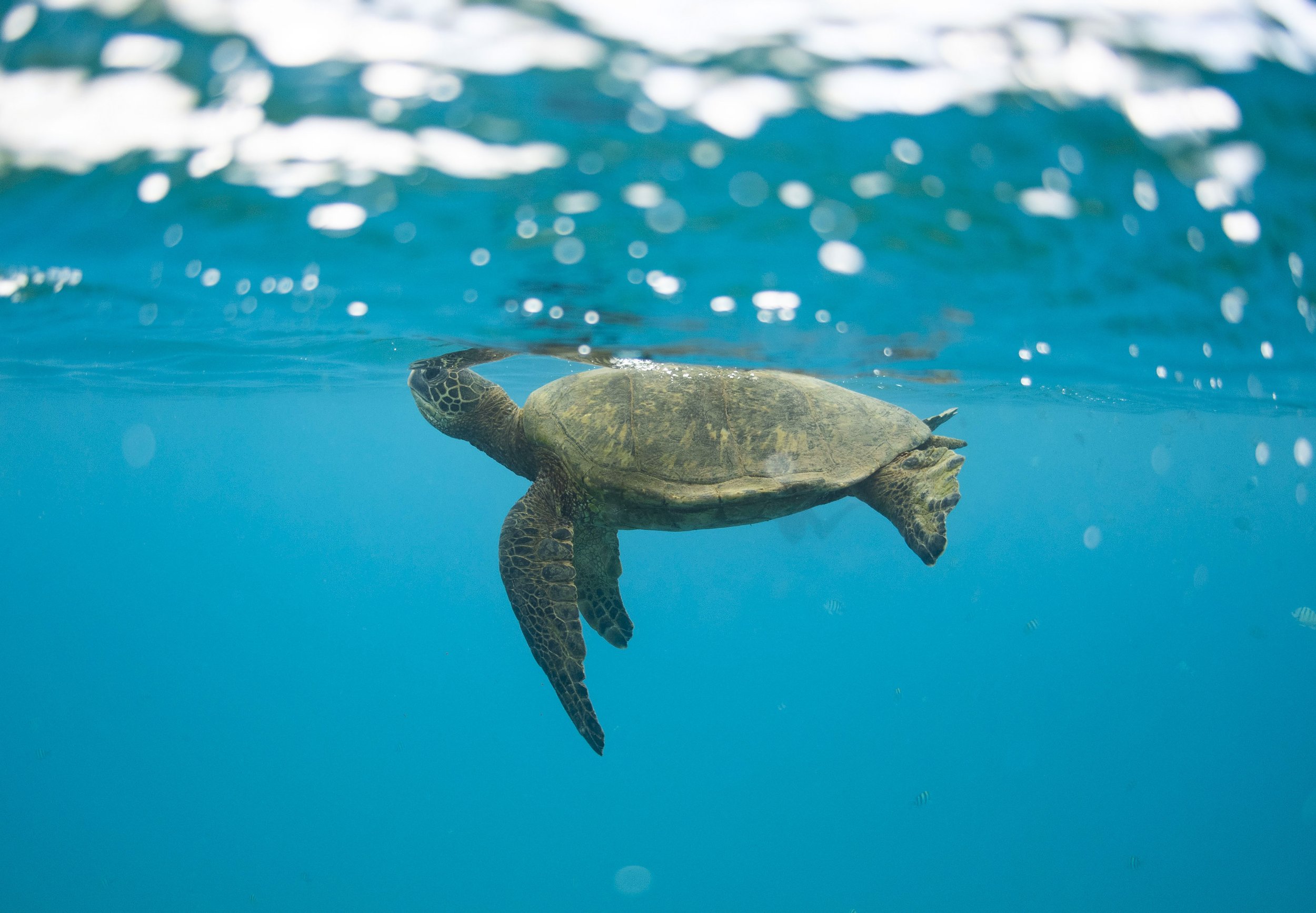 A green sea turtle comes up for a breath in the ocean outside of Electric Beach on Saturday, May 28, 2022 in Honolulu, Hawai’i. If the turtles are swimming, they can hold their breath for up to 30 minutes. Many turtles are used to interacting with hu