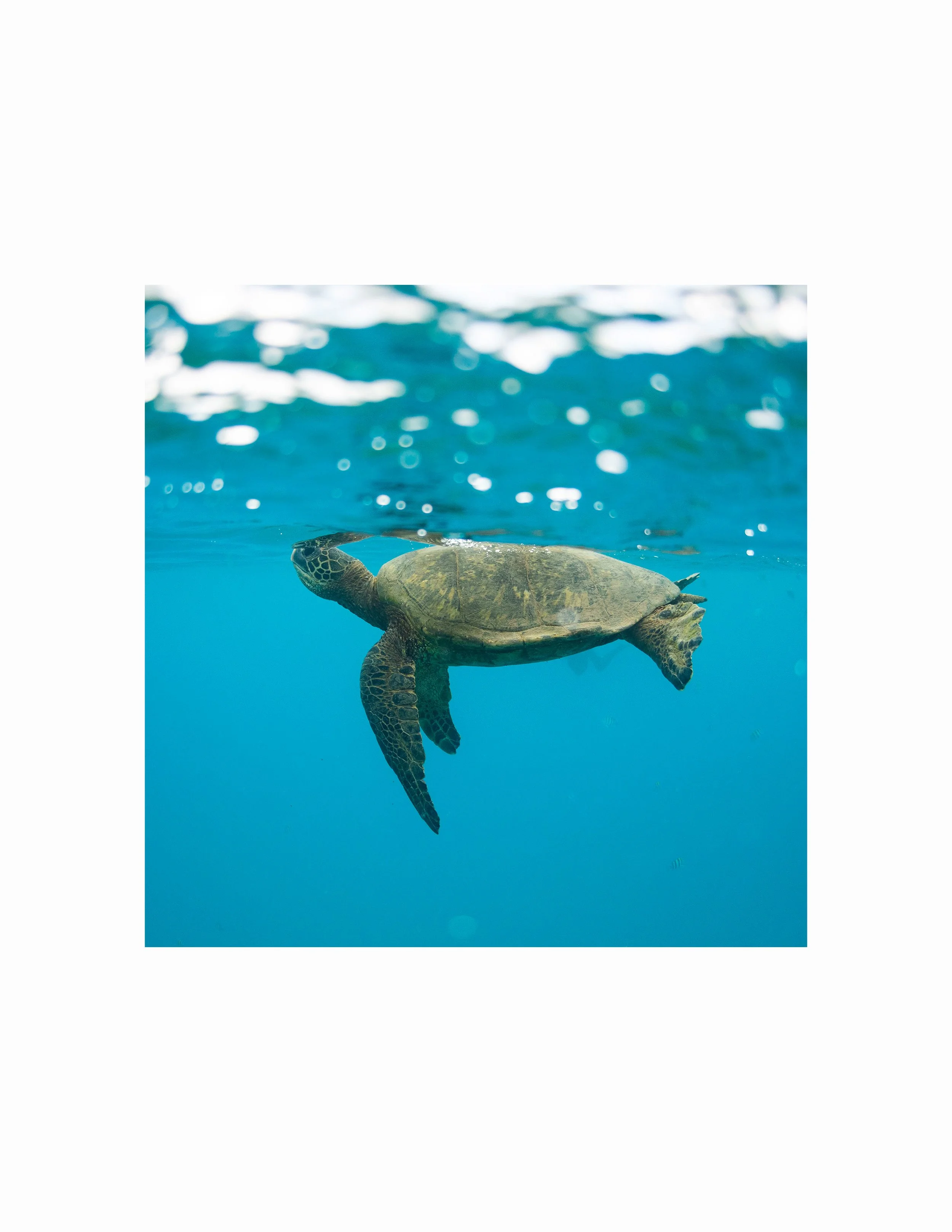 turtle breath square web.jpg