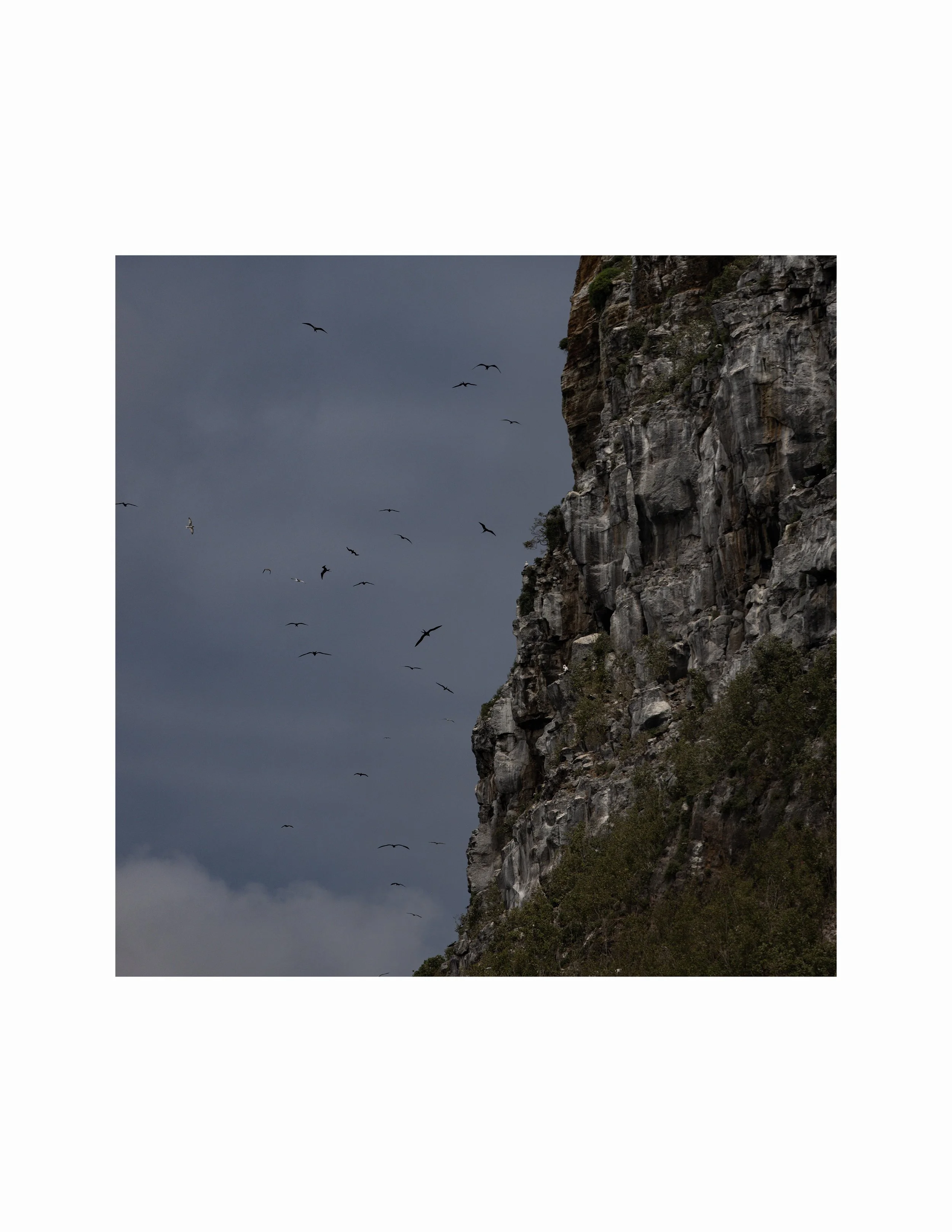 darwin birds suare web.jpg