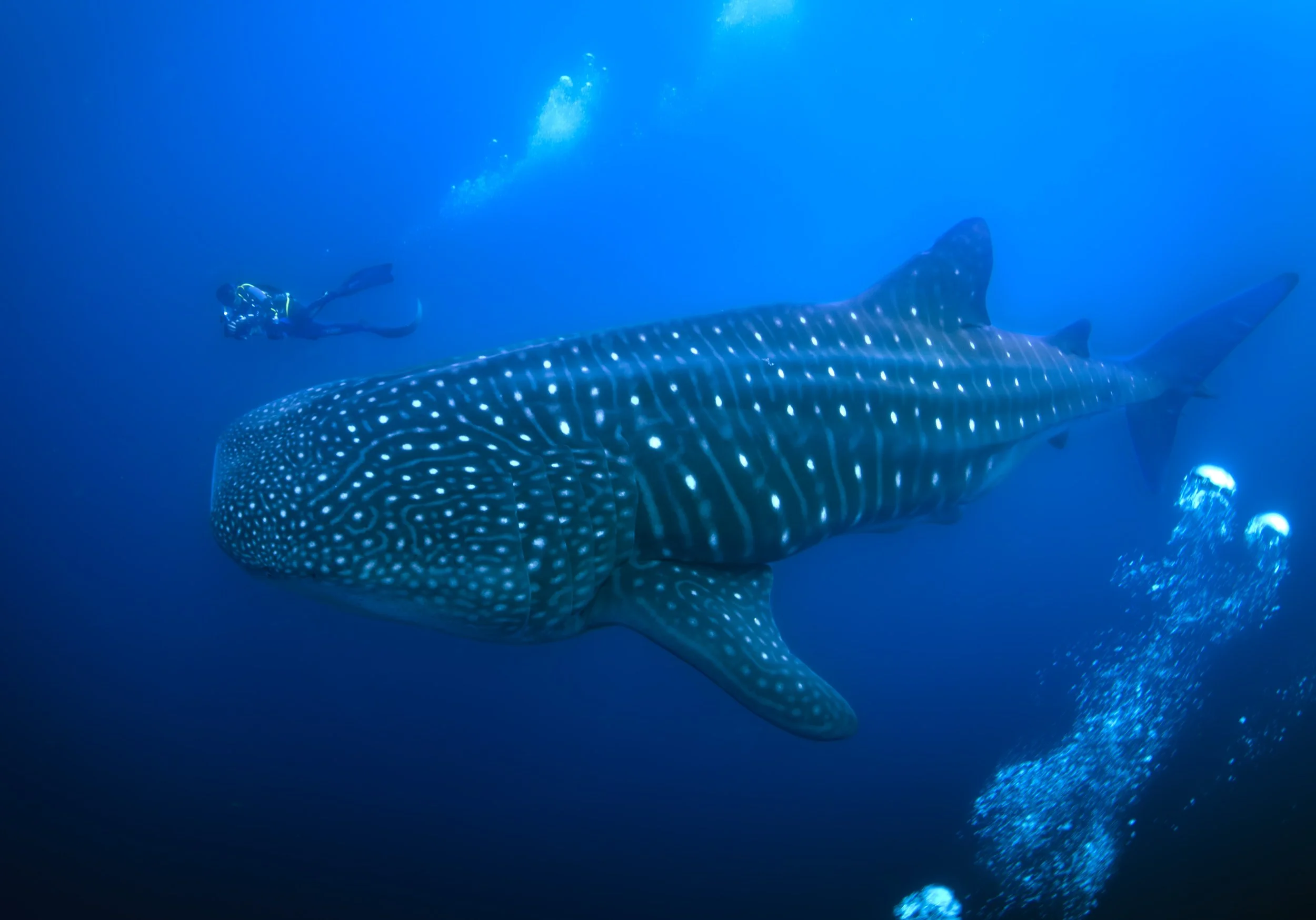 A mature whale shark swims through the waters off of Wolf Island next to Enrique “Quike” Moran, a local naturalist from Santa Cruz, on Sunday, June 9, 2024, in Galápagos, Ecuador. This adult whale shark appeared to be a new sighting meaning this spec