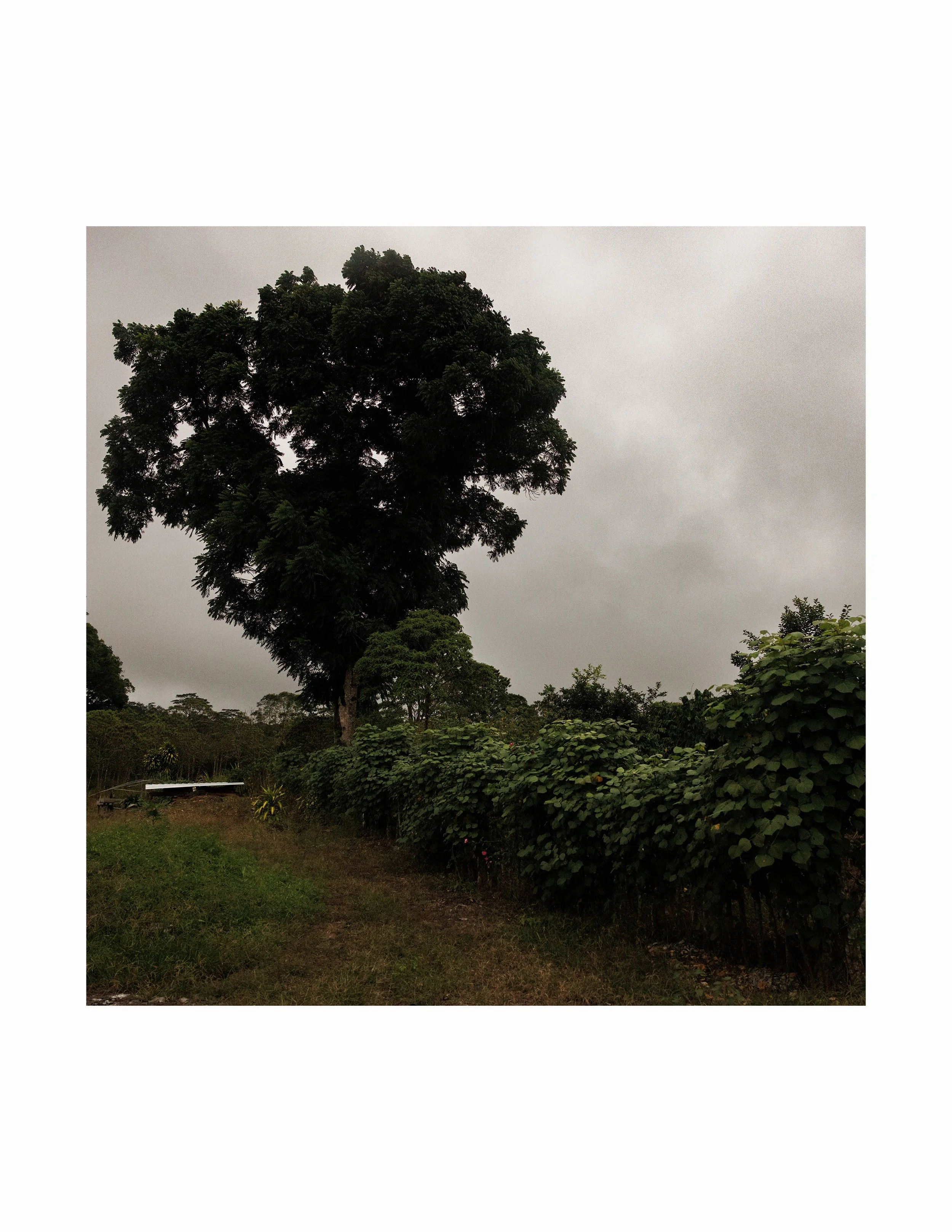 coffee farm square web.jpg