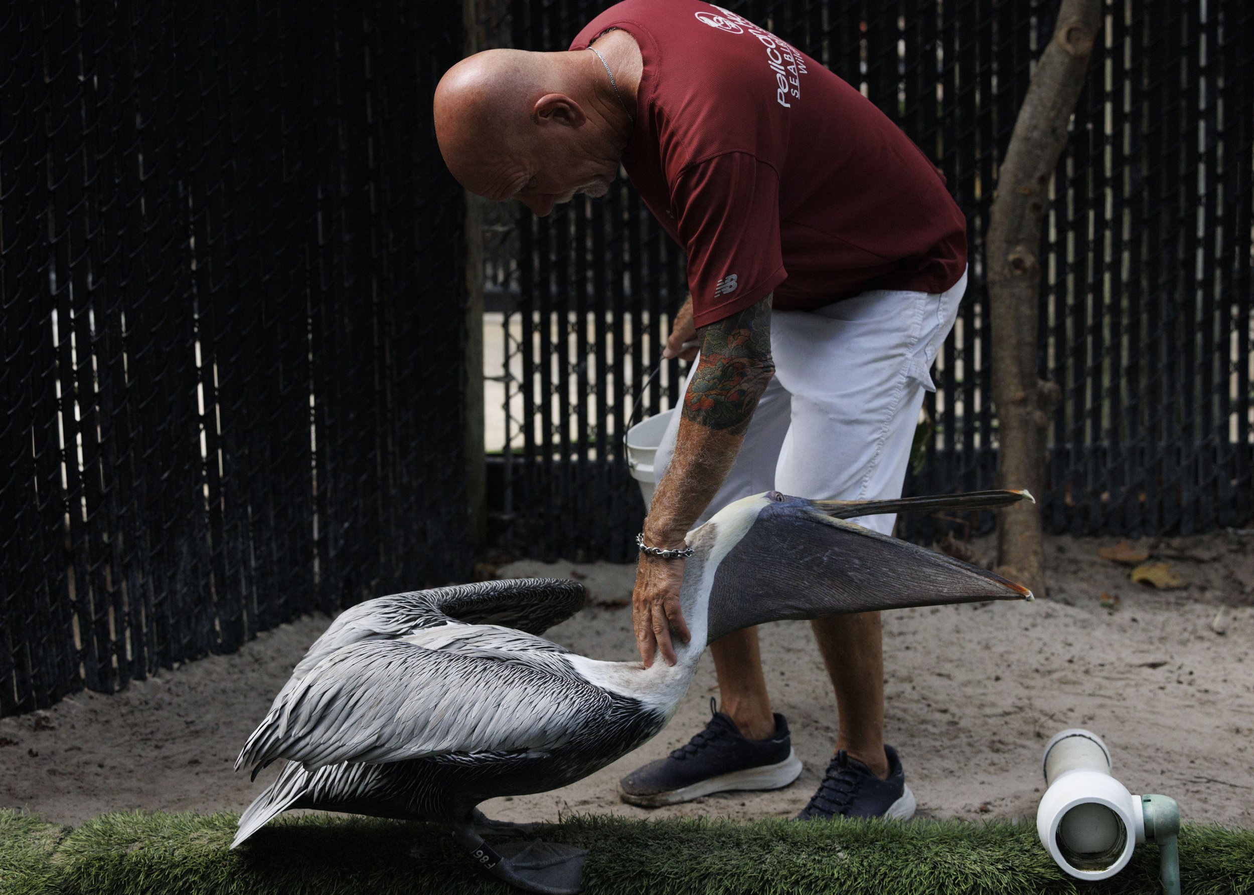 Volunteer Neil, who is ex-military and started volunteering on Christmas Day over a decade ago, pets Pepe while feeding the pelicans during day on Thursday, July 17, 2025 at the Pelican Harbor Seabird Rescue in Miami, Fla. Some seabirds, like Pepe, h