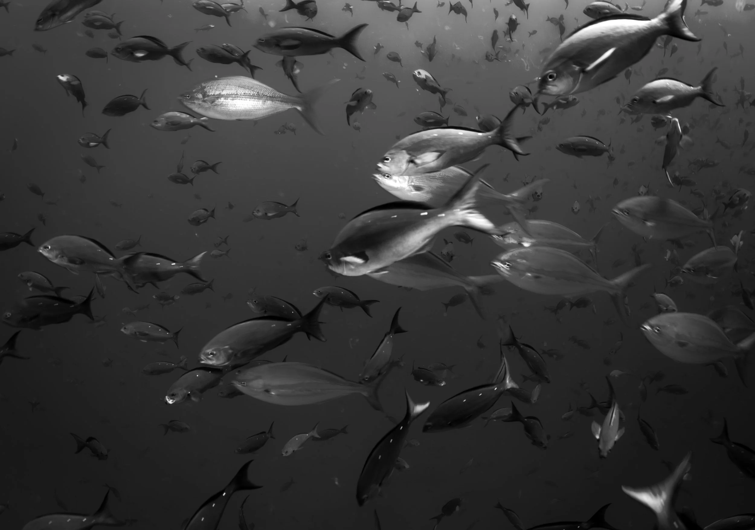 A school of fish swim through the waters off of Wolf island in Galápagos, Ecuador, on Monday, June 10, 2024.