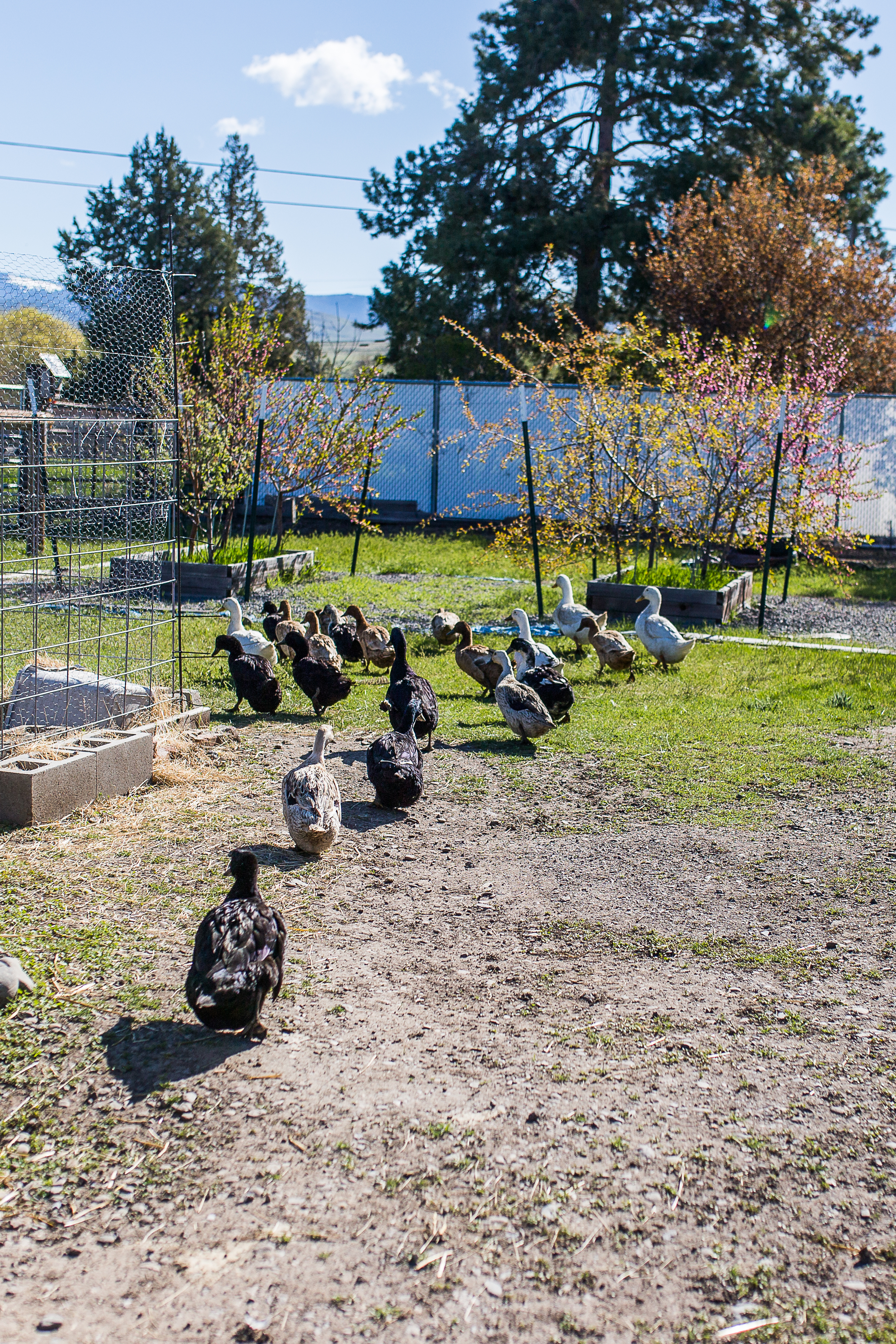 CatsPawFarm-127.jpg