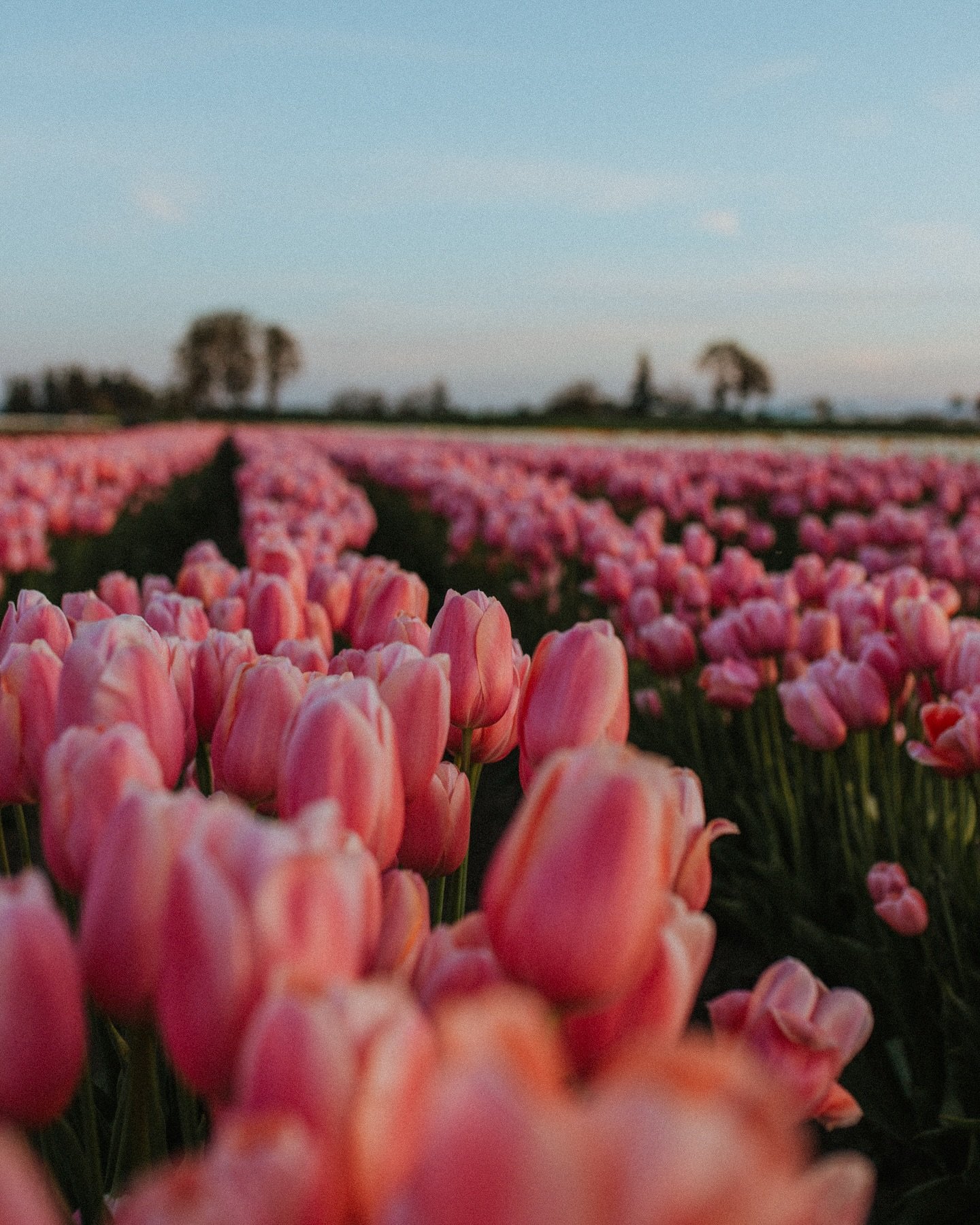 PDX folks! I&rsquo;ll be in Portland the weekends of April 4-6th, April 11-13th, and April 18-20th. I&rsquo;d LOVE to do a small family or couples session at the Woodburn Tulip fields, so I&rsquo;m going to offer TWO reduced pricing sessions to add t