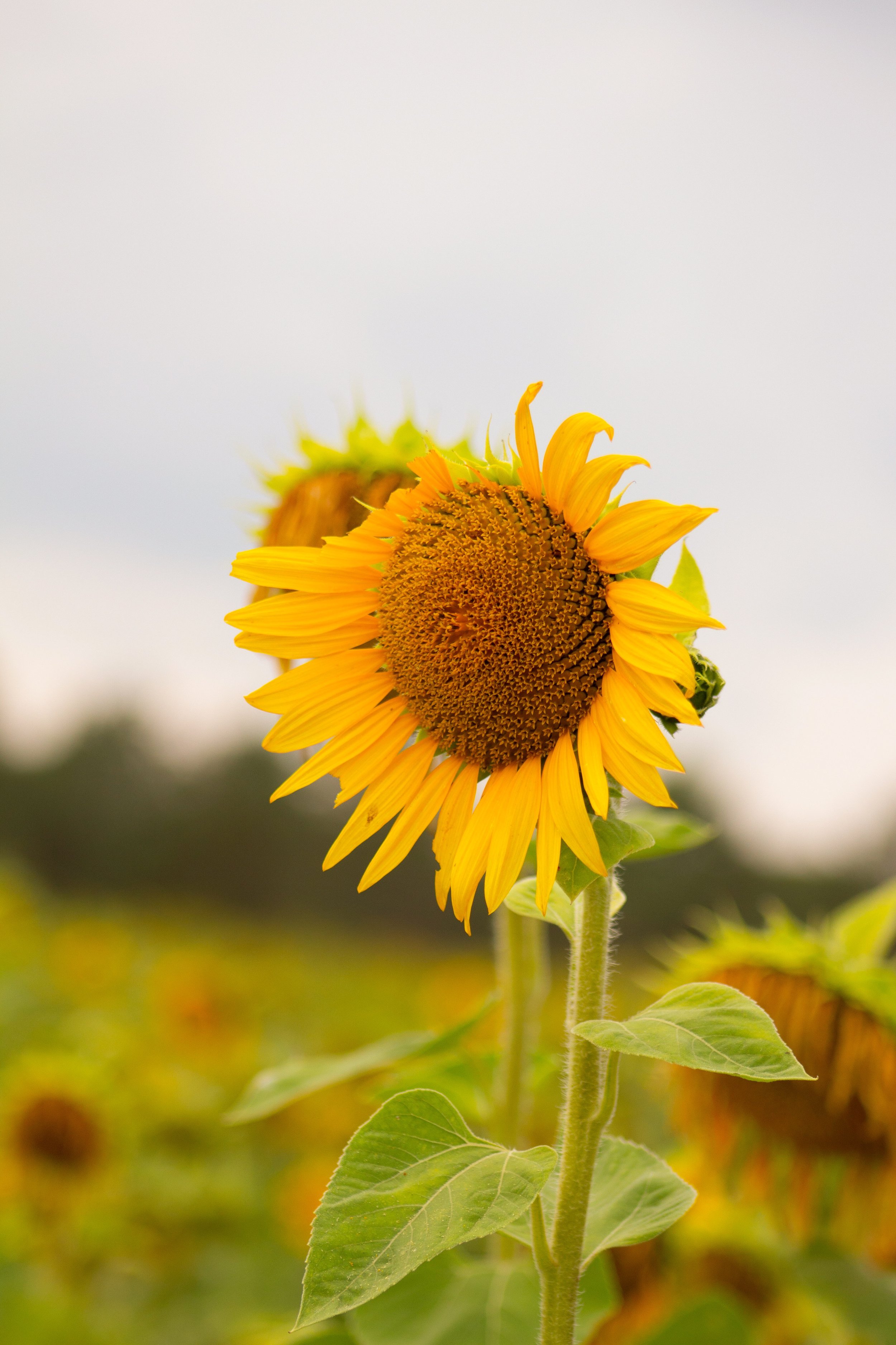 E3FF94BD-37C6-468A-8E8A-3EFF277C1EEB 2.JPEG