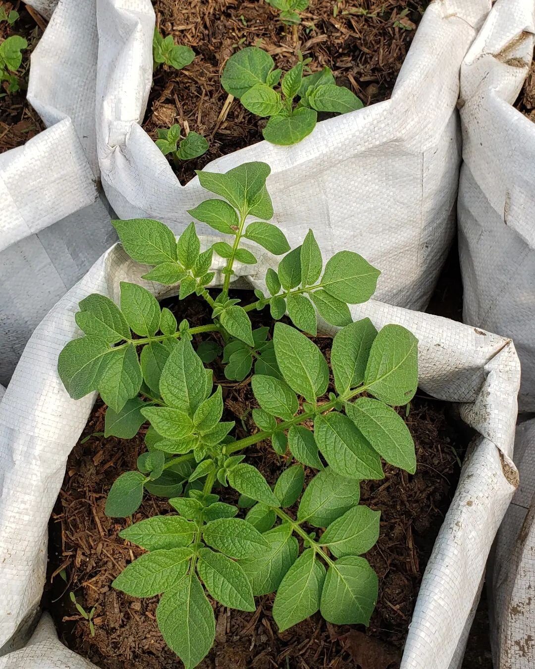 Happy May long weekend! Time to final prep your gardens n get ready to plant next week if no more frost advisories! Get your starter plants at the market! Market Sunday 9am to 2pm, 14 Victoria St. It's also &quot;Tornadoversary&quot; @thesecondwedge 