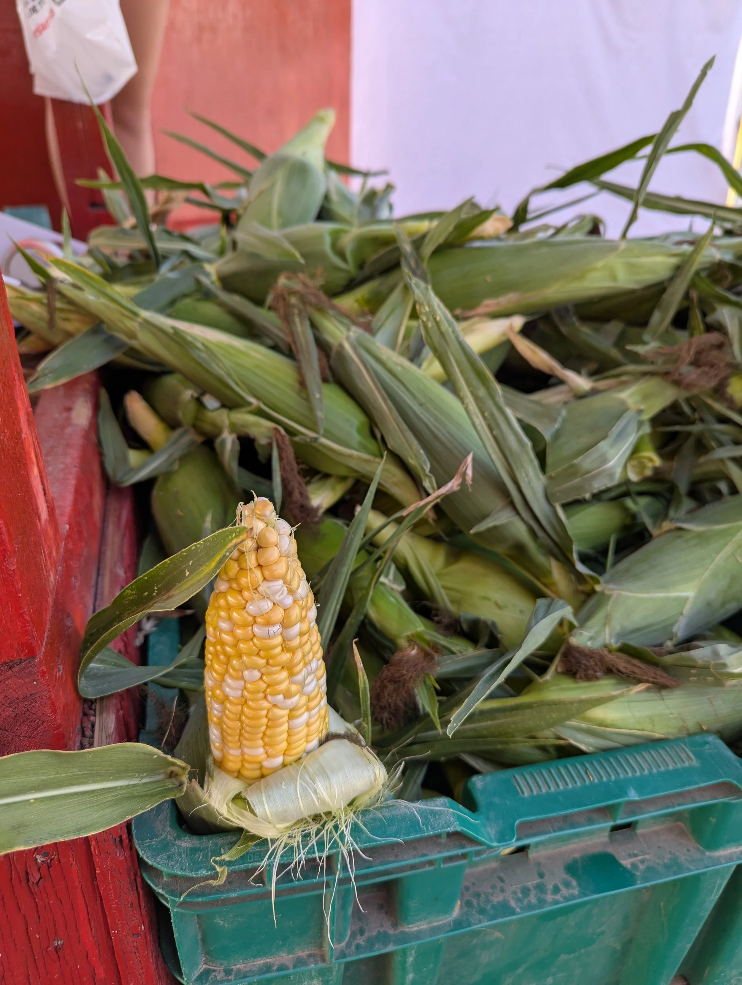 web:corn2.jpg