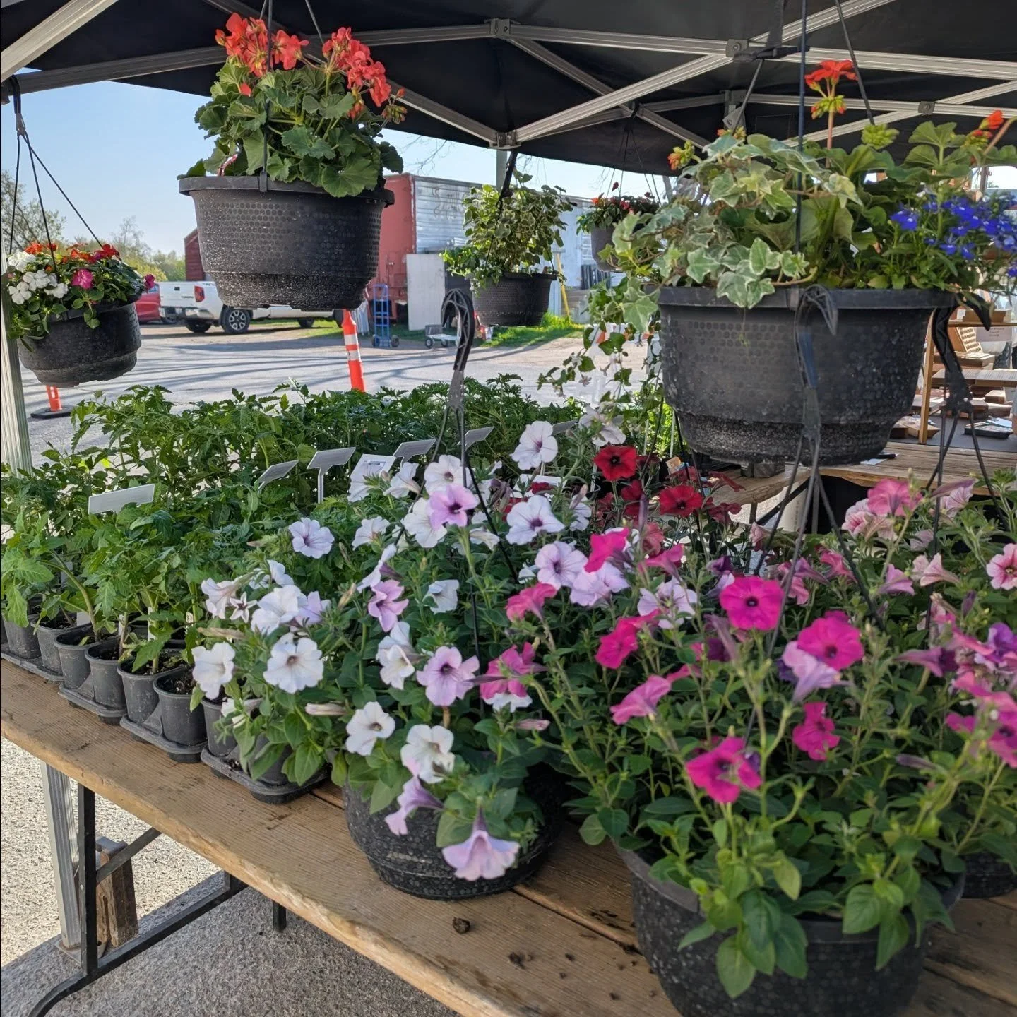 Views from the UFM🌤️🌷🍄&zwj;🟫🌱🥐🍁

Y'all know these pics were taken first thing in the morning... You won't find displays this full once the market's in full swing!

Visit us early on Sundays for the best selection of fresh vegetables, baked goo