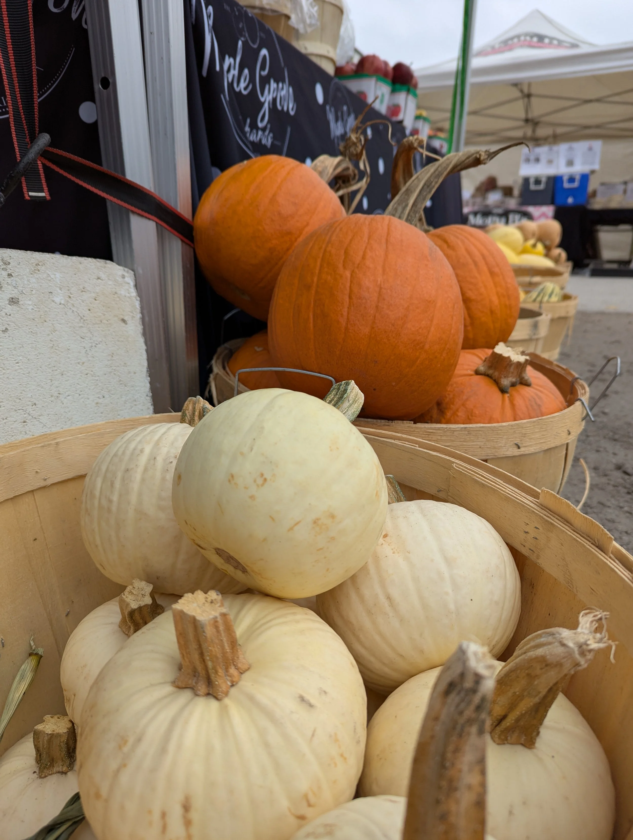 PXL_20251012_154941117.MP.jpg