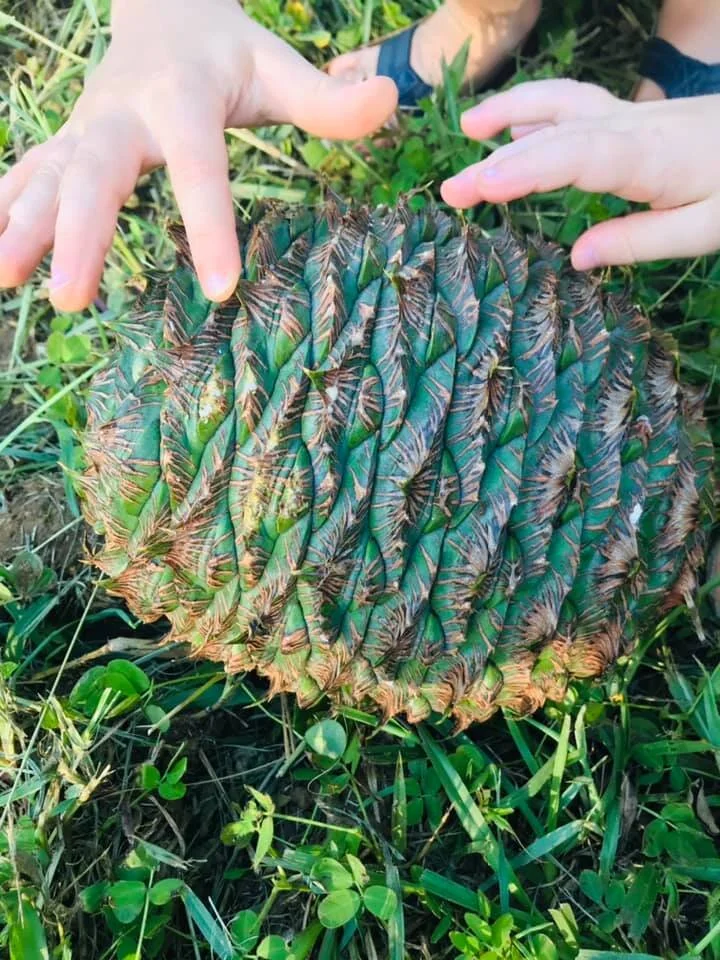 Exploring Bush Foods in the Early Years