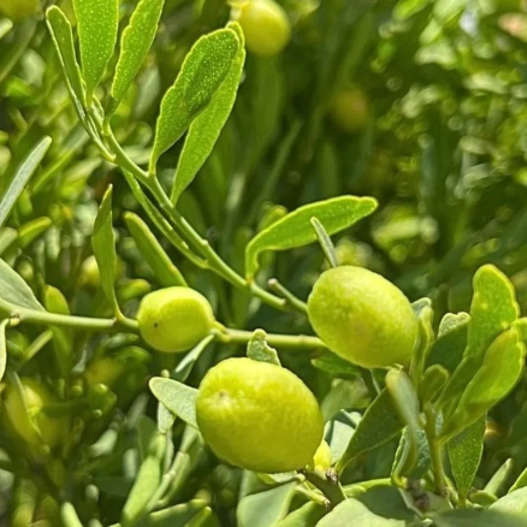 Desert_Lime_Plant_1080x1080_a0b88192-f978-4066-8e73-7fc640db62e5.webp