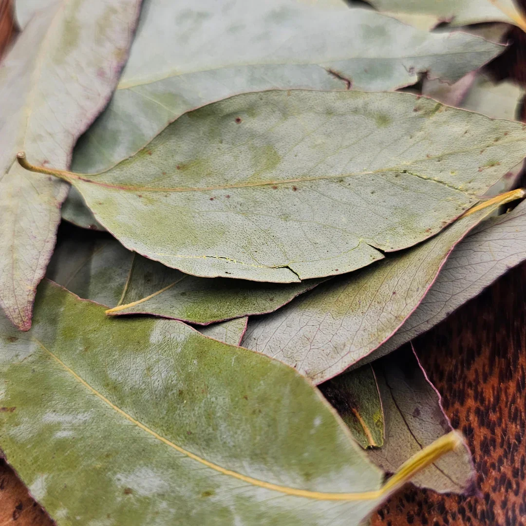 PEPPERMINT_GUM_LEAVES_2.webp